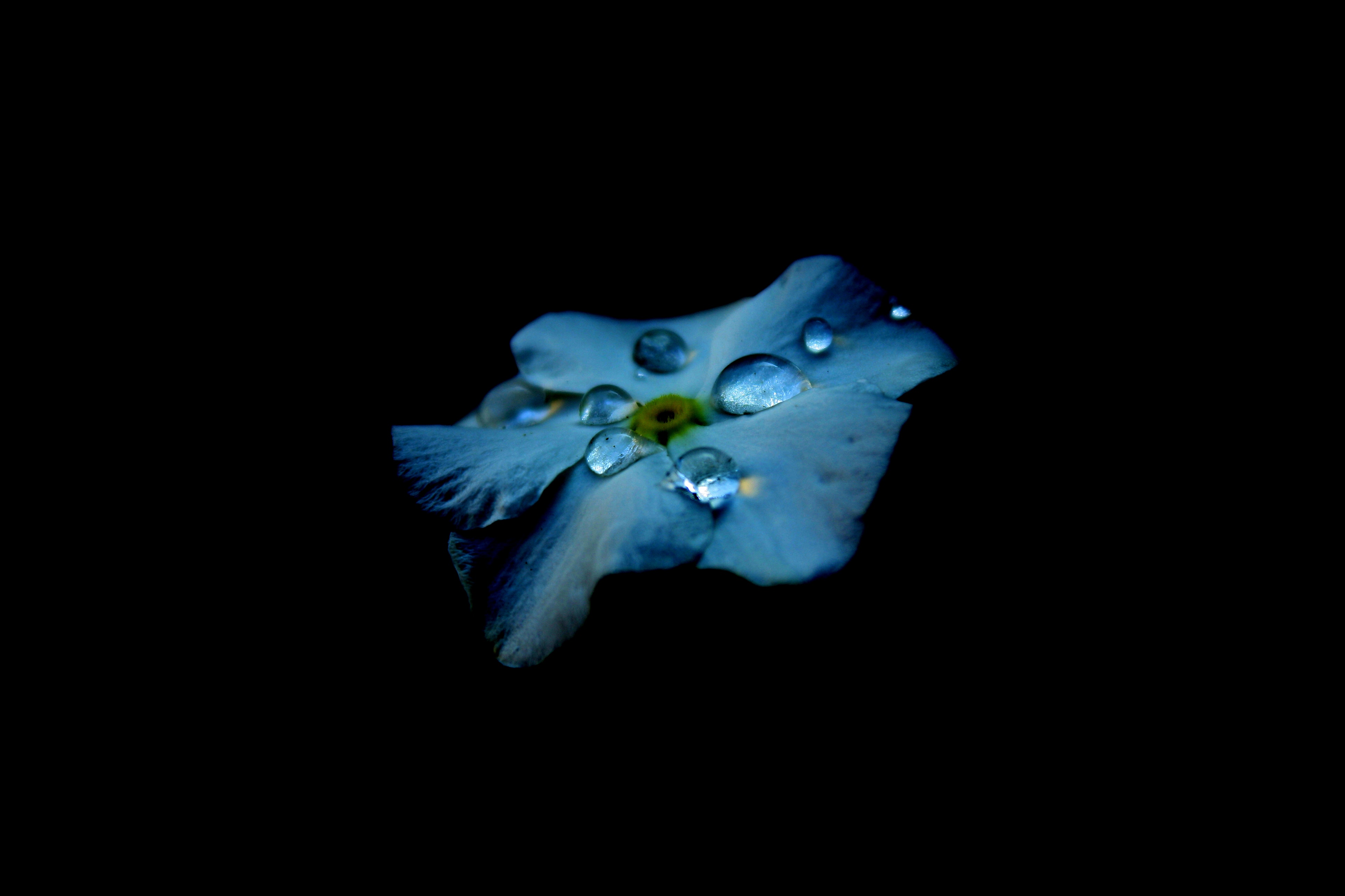 Close-up of a blue flower with water droplets HD Wallpaper