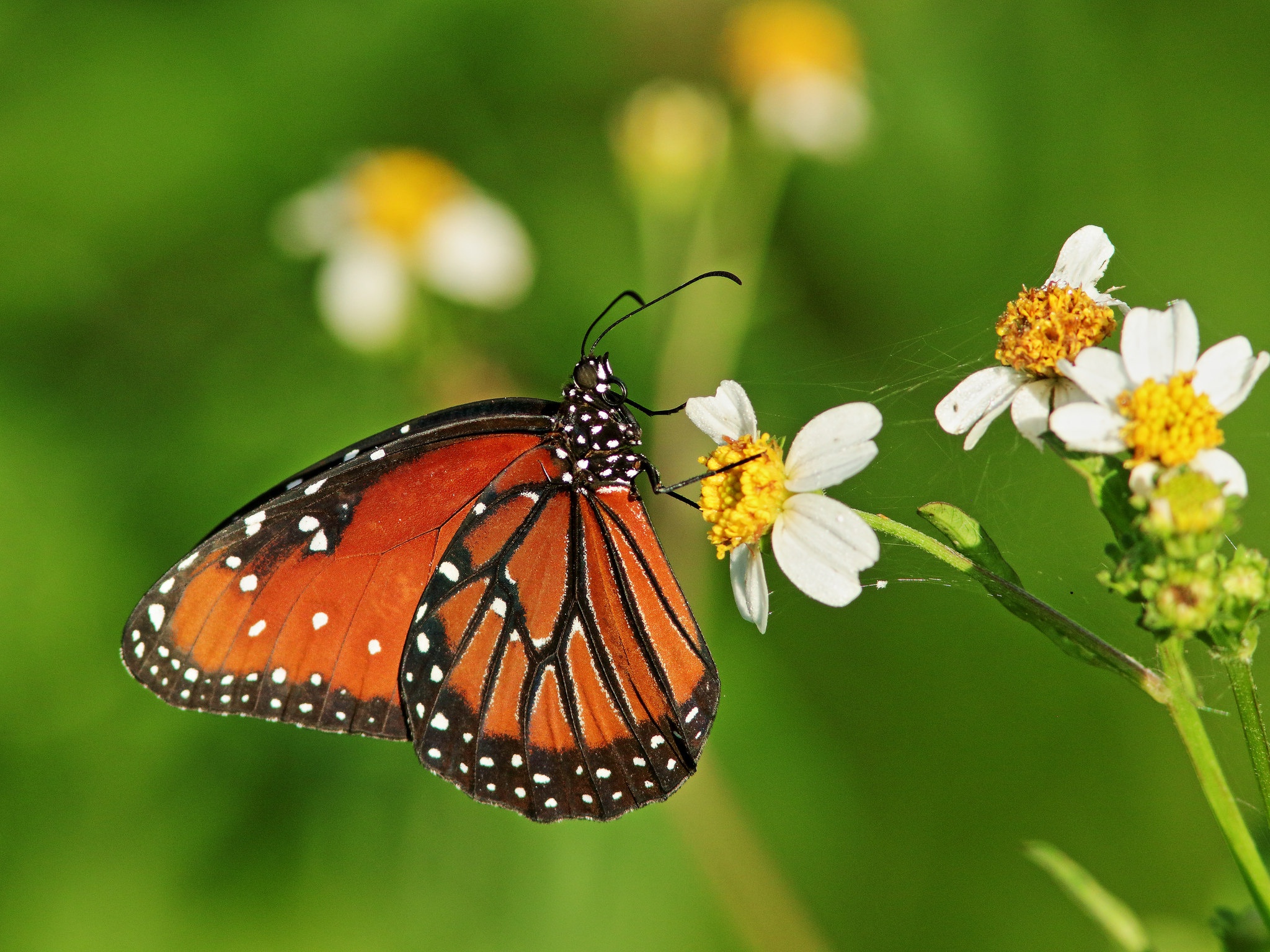 Queen butterfly on white flowers HD Wallpaper
