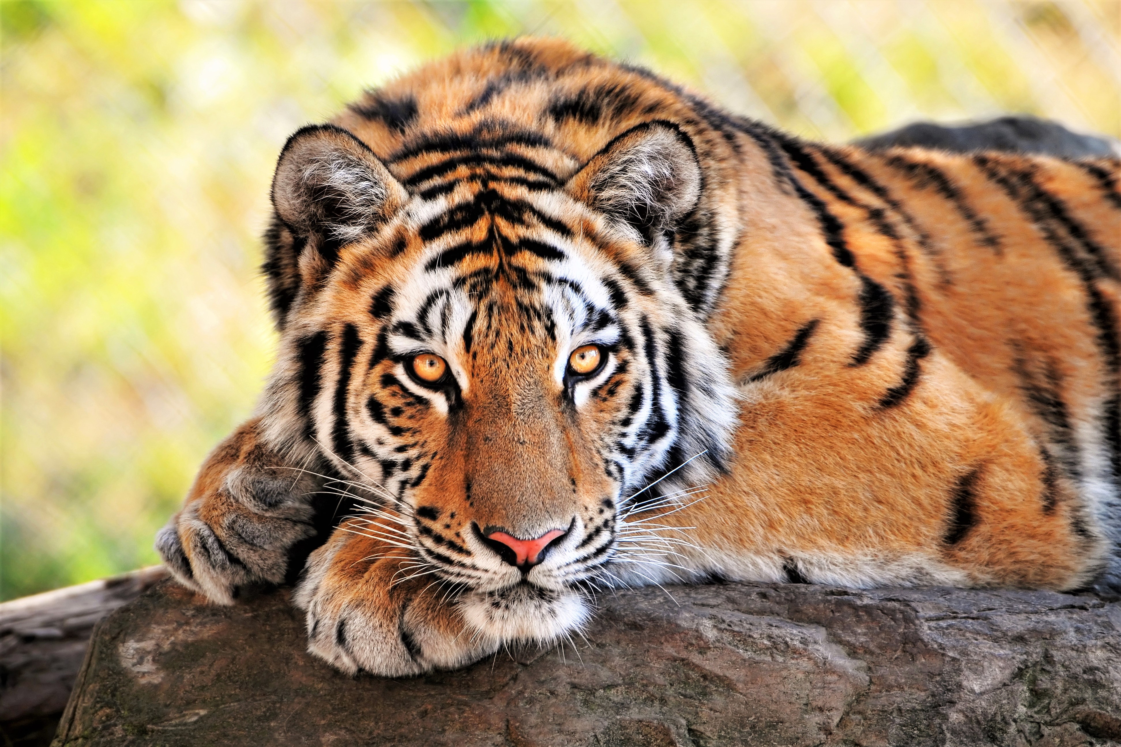 Close-Up of Resting Bengal Tiger on Rock HD Wallpaper
