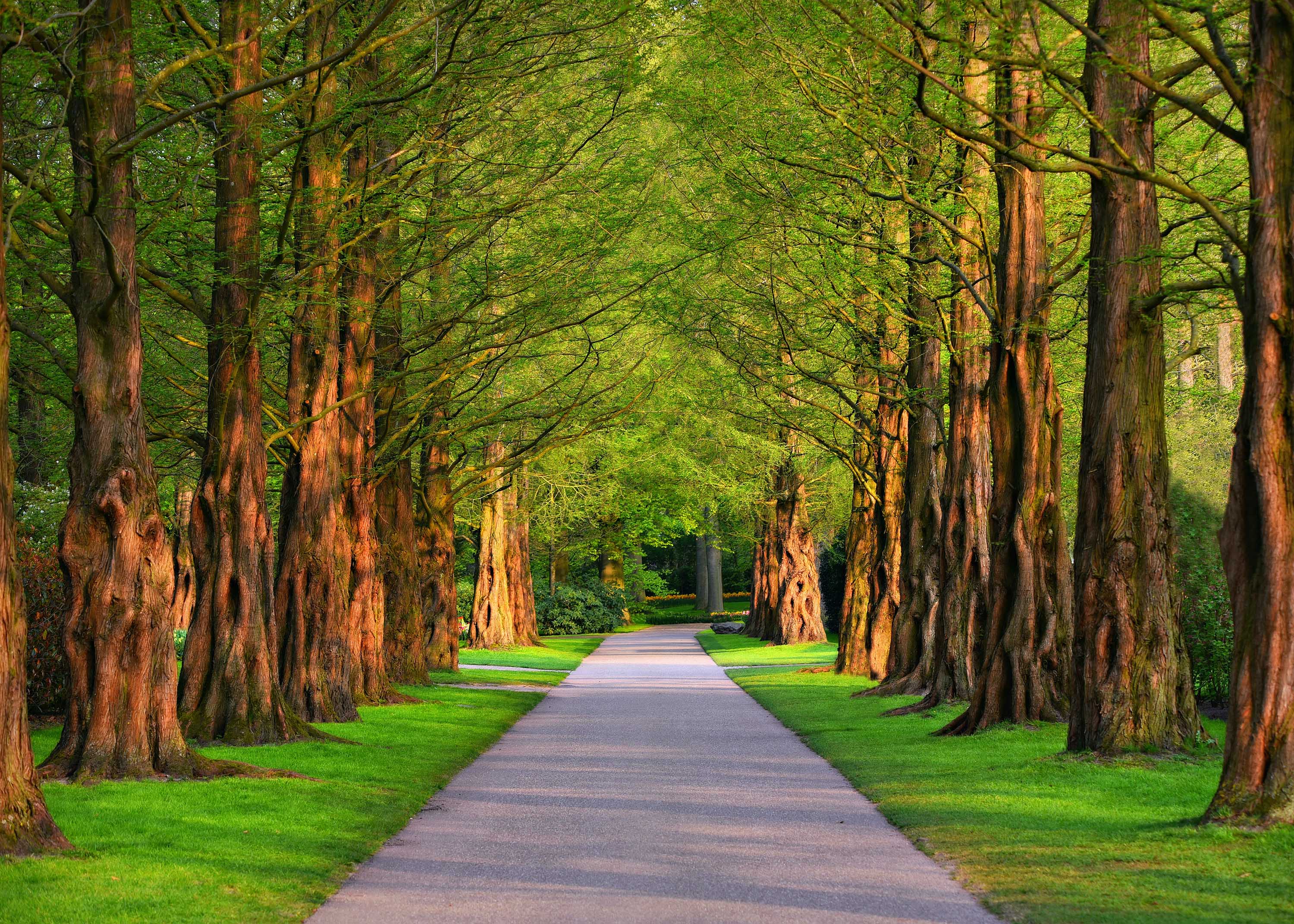 A paved path through a tree-lined park HD Wallpaper