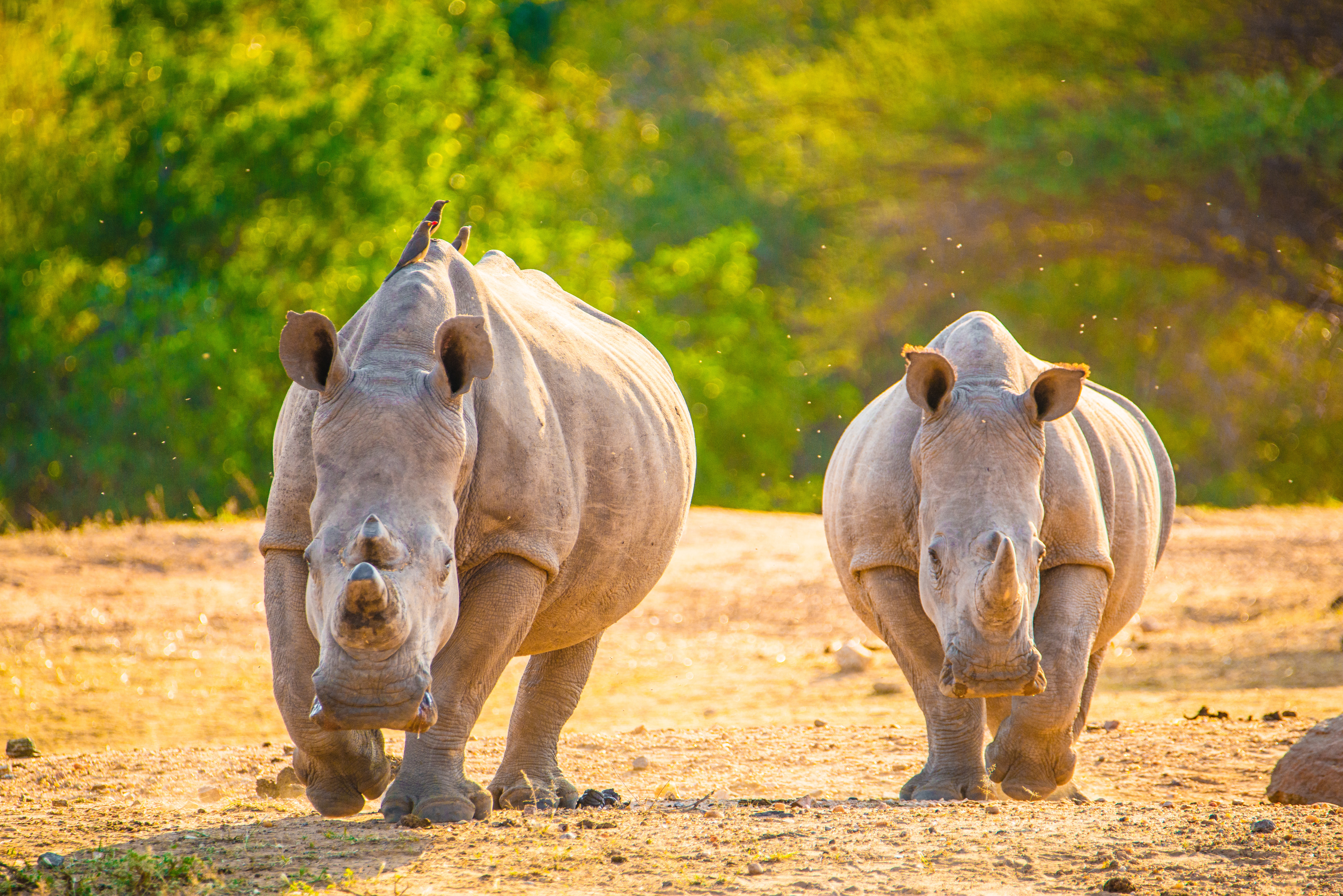 Two white rhinos in a dry, grassy field HD Wallpaper