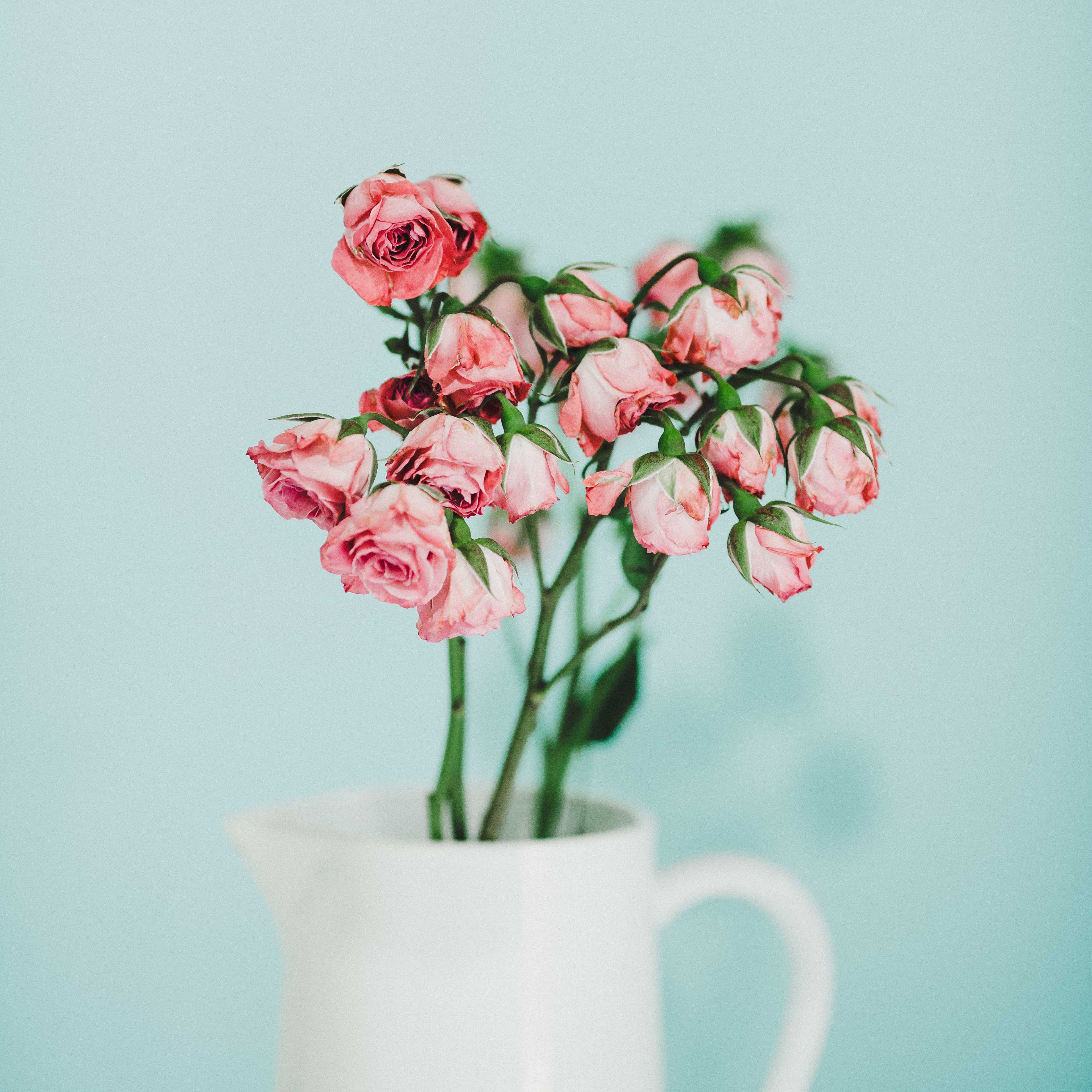 Pink roses in a white pitcher against a blue background HD Wallpaper
