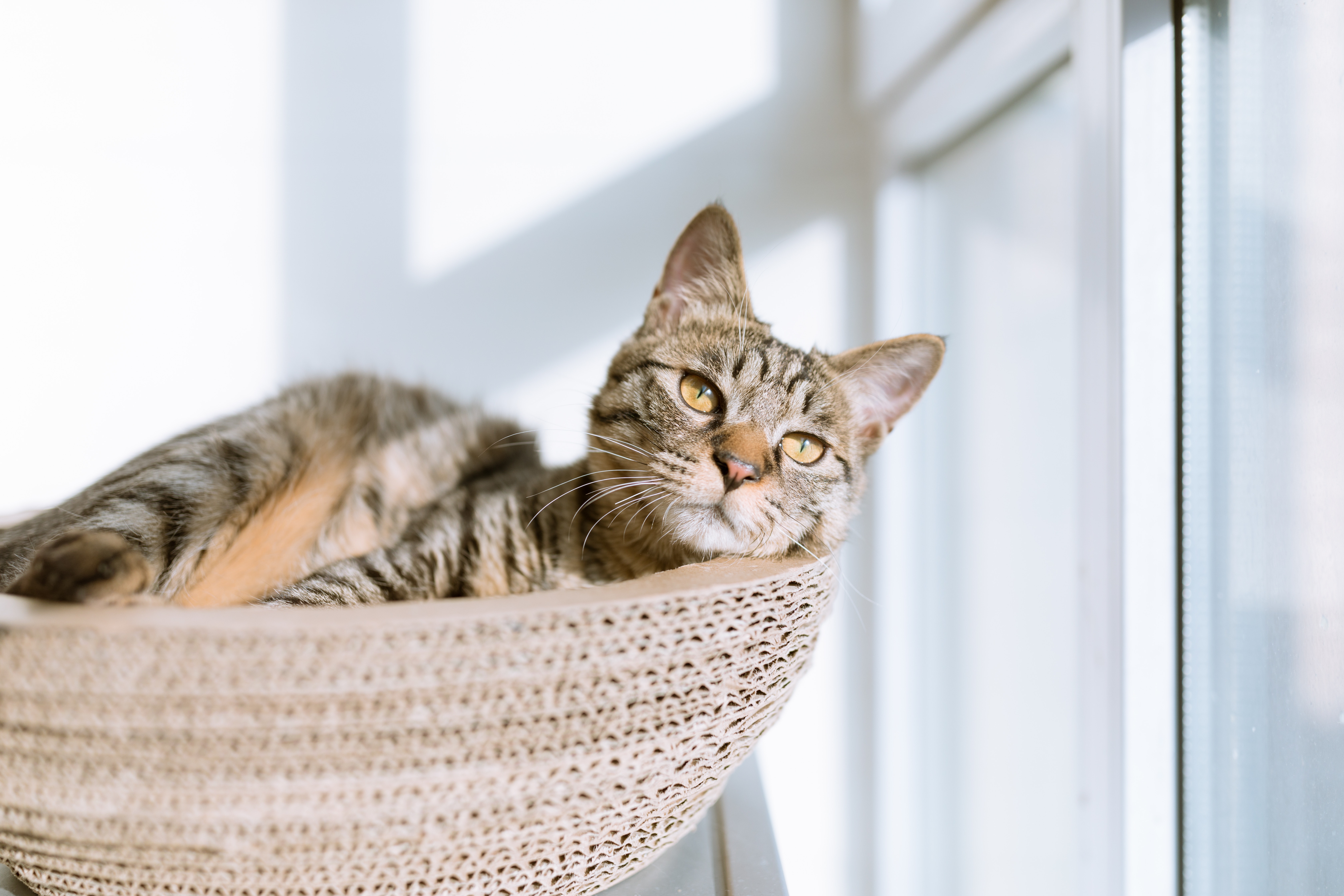 A tabby cat rests in a cardboard basket near a window. HD Wallpaper