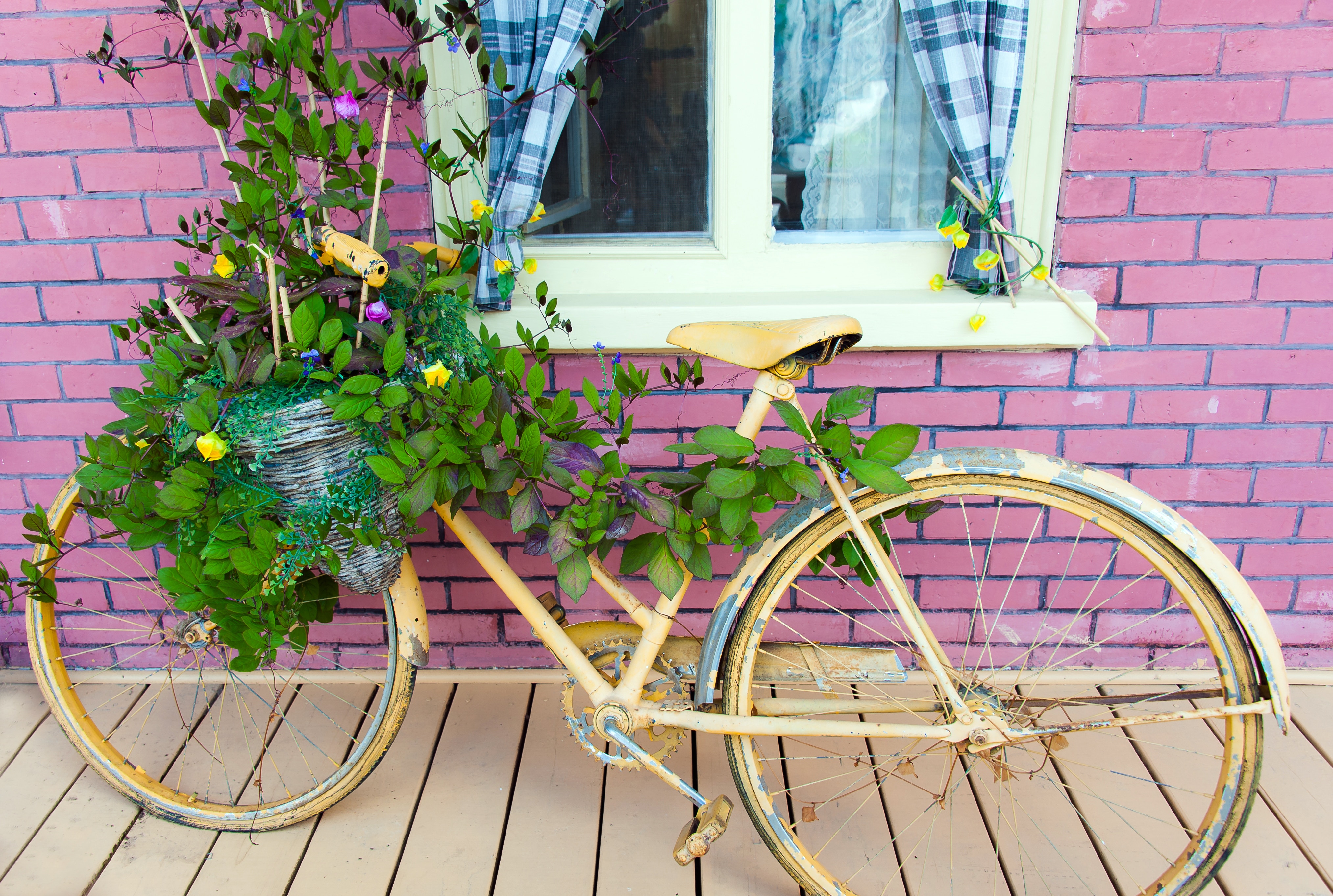 Yellow bicycle with plants as a planter HD Wallpaper