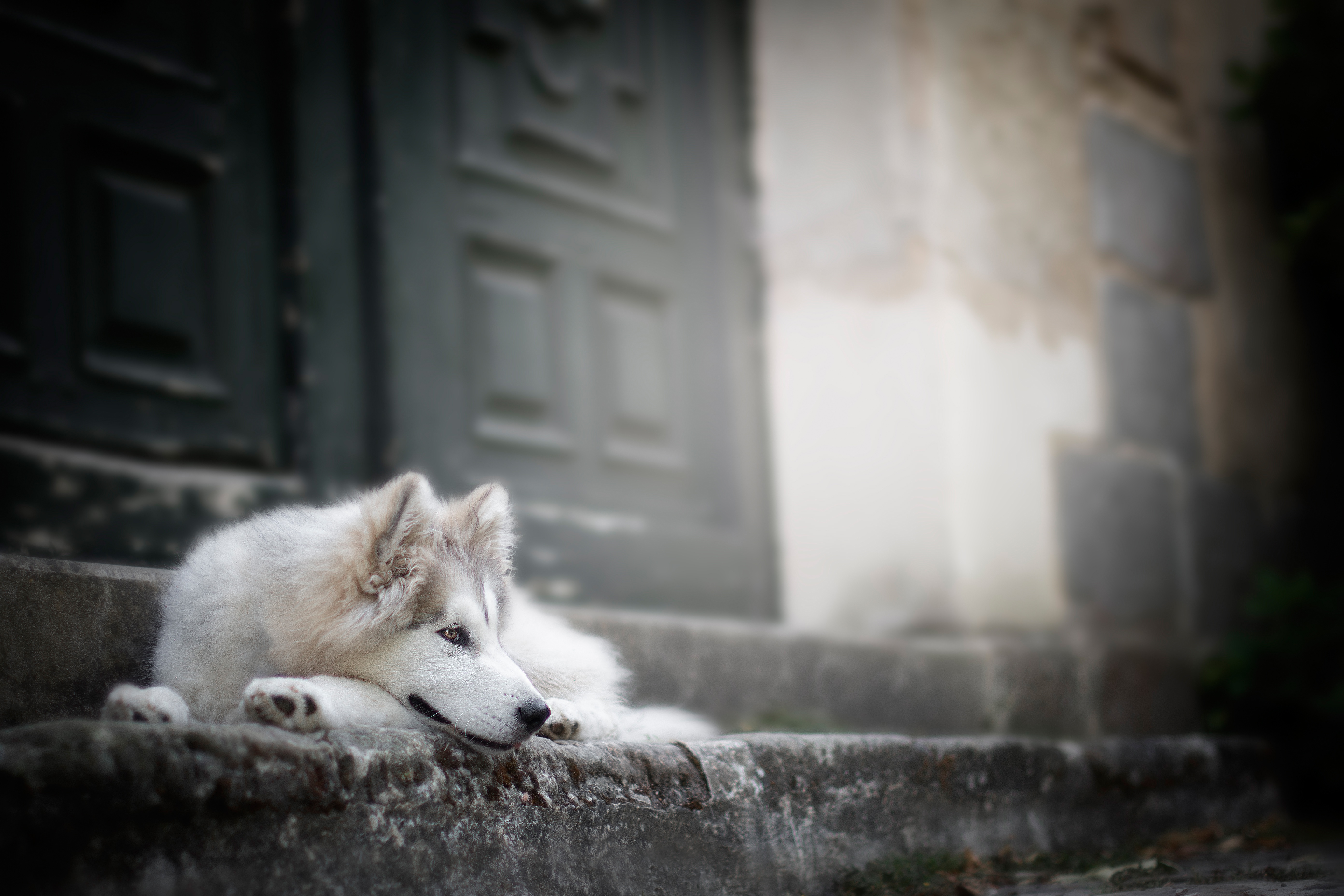 A Siberian Husky dog lying on stone steps HD Wallpaper
