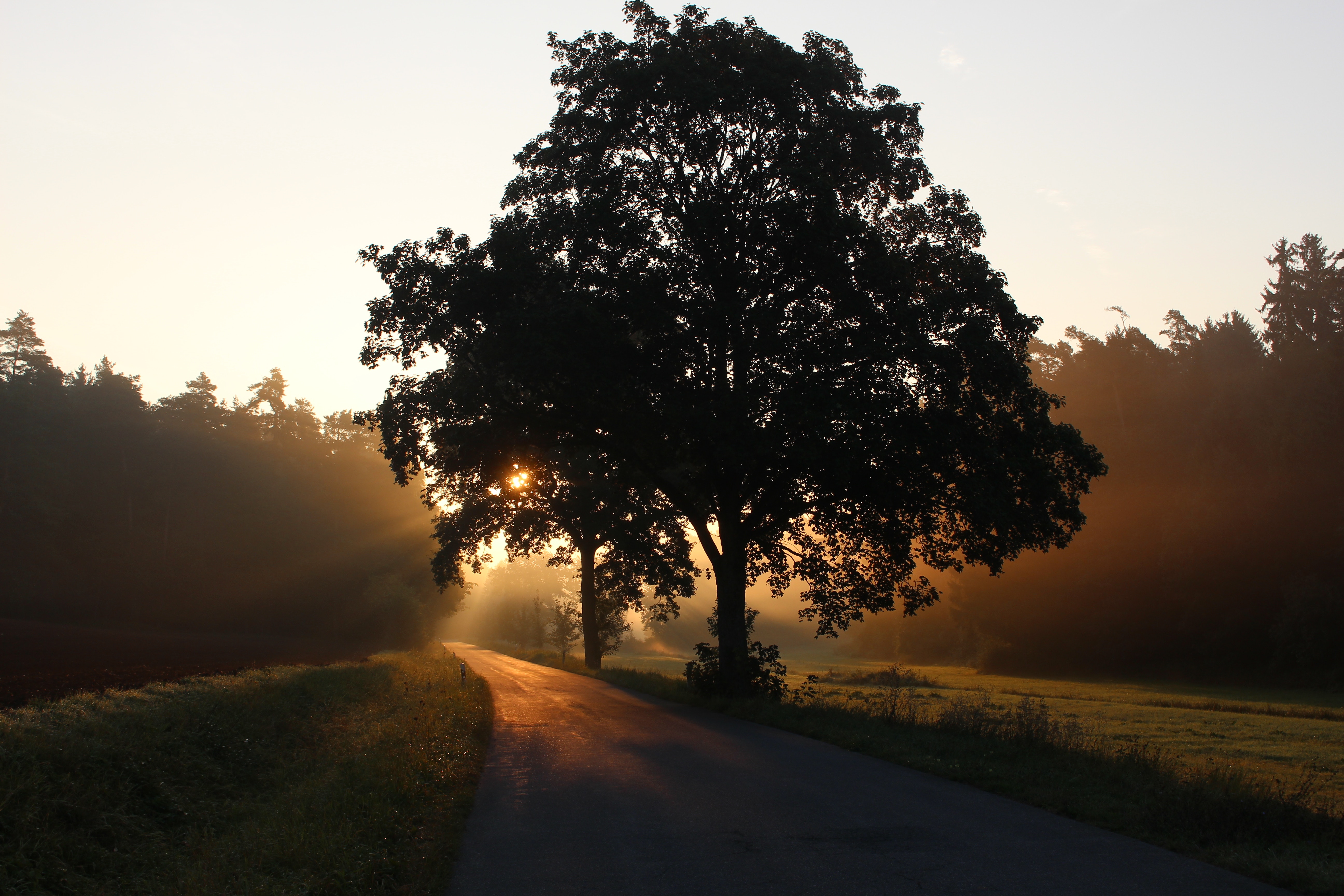 Sunrise over a country road with a large tree silhouette HD Wallpaper