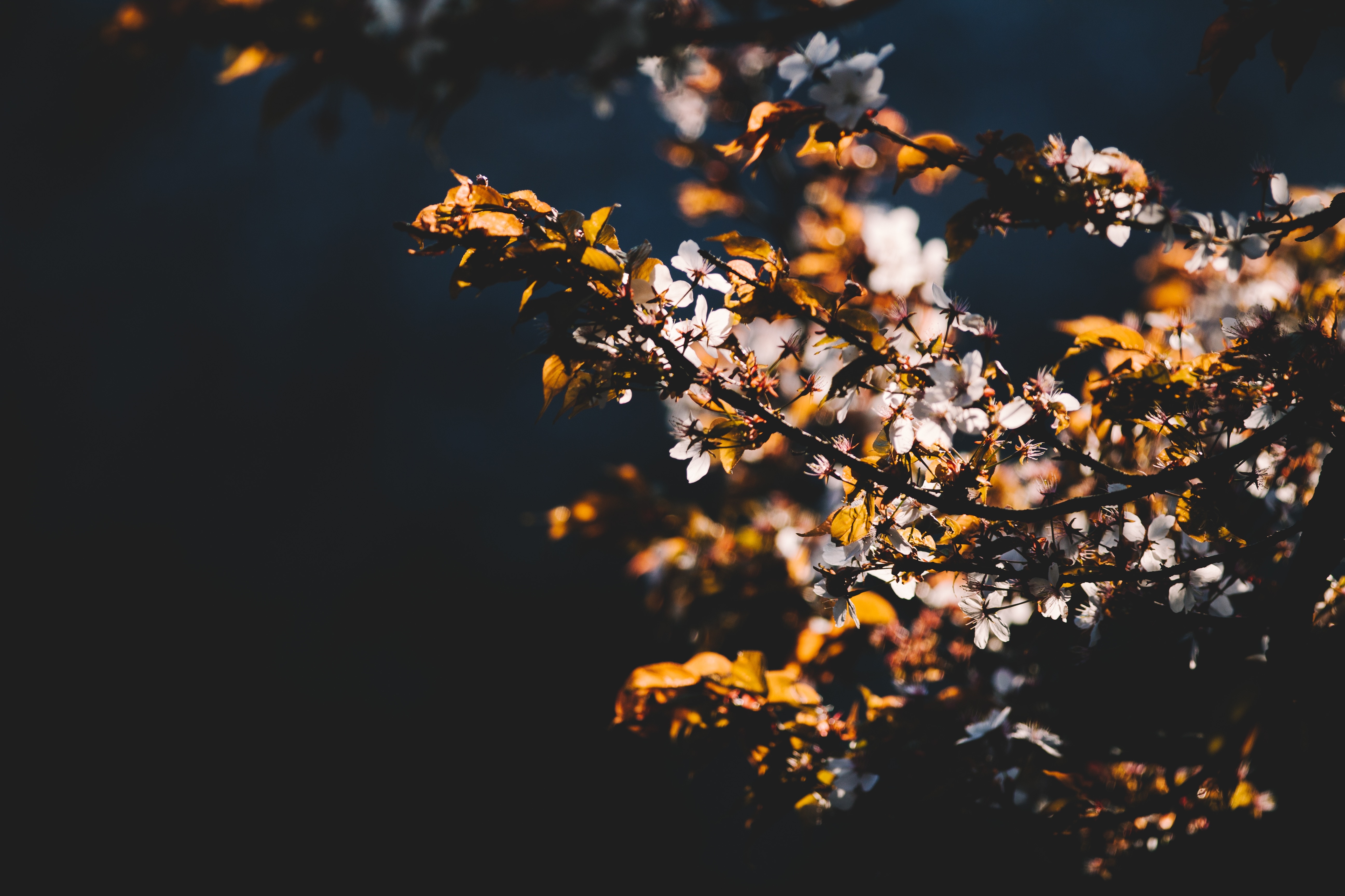 Cherry blossom tree branches with white flowers and yellow leaves HD Wallpaper