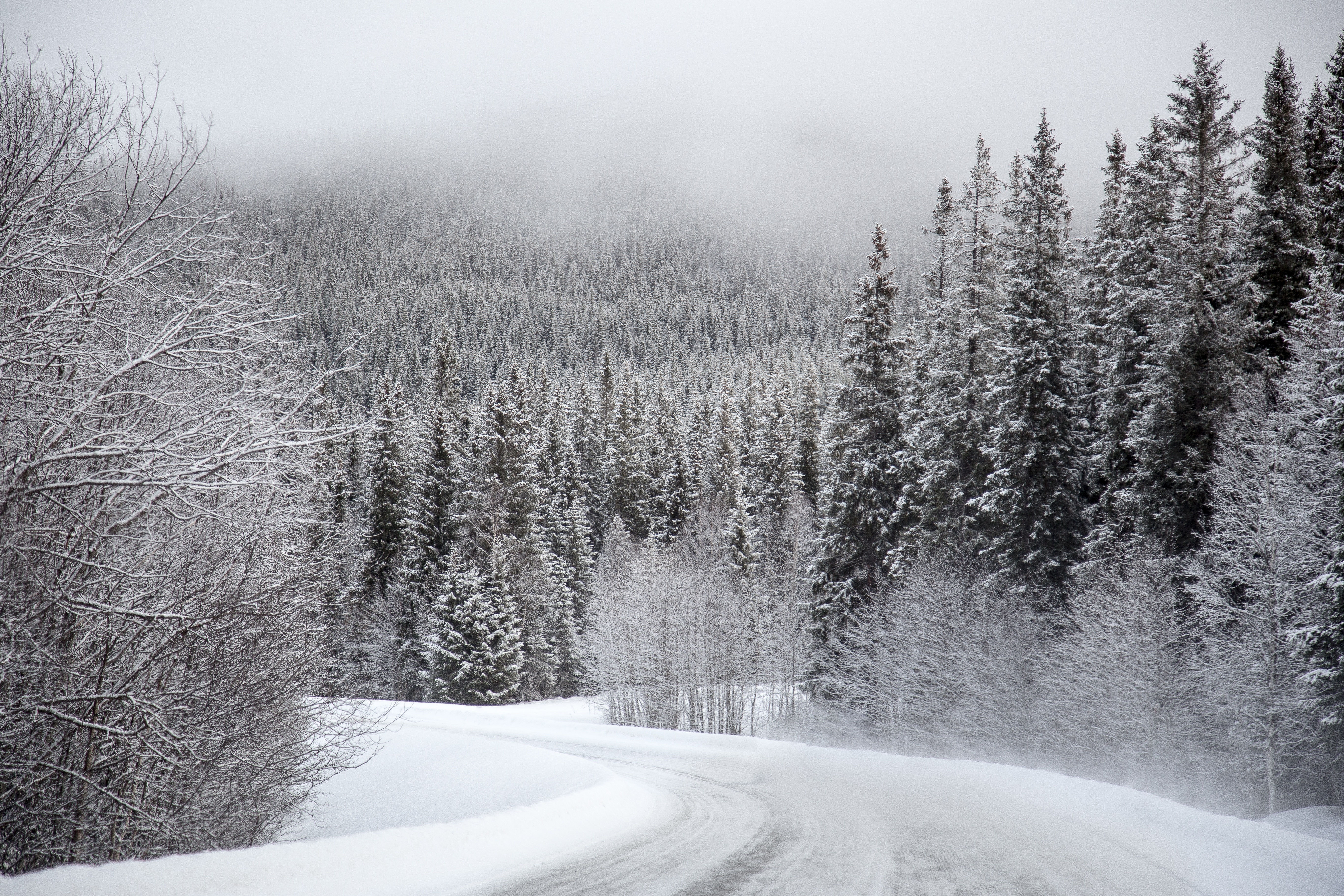 Snowy road through a winter forest in Sweden HD Wallpaper