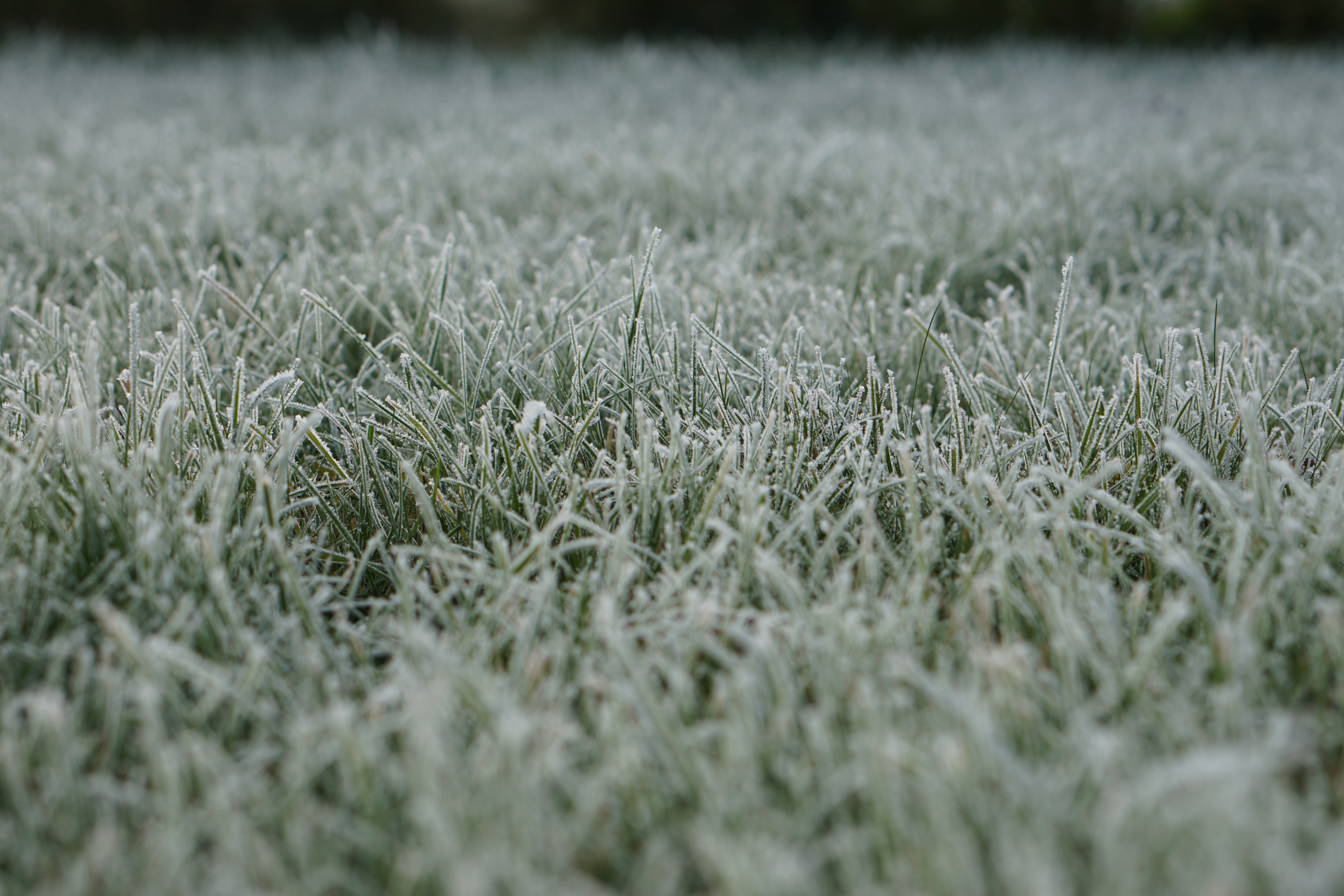 Frosty grass field in the morning HD Wallpaper