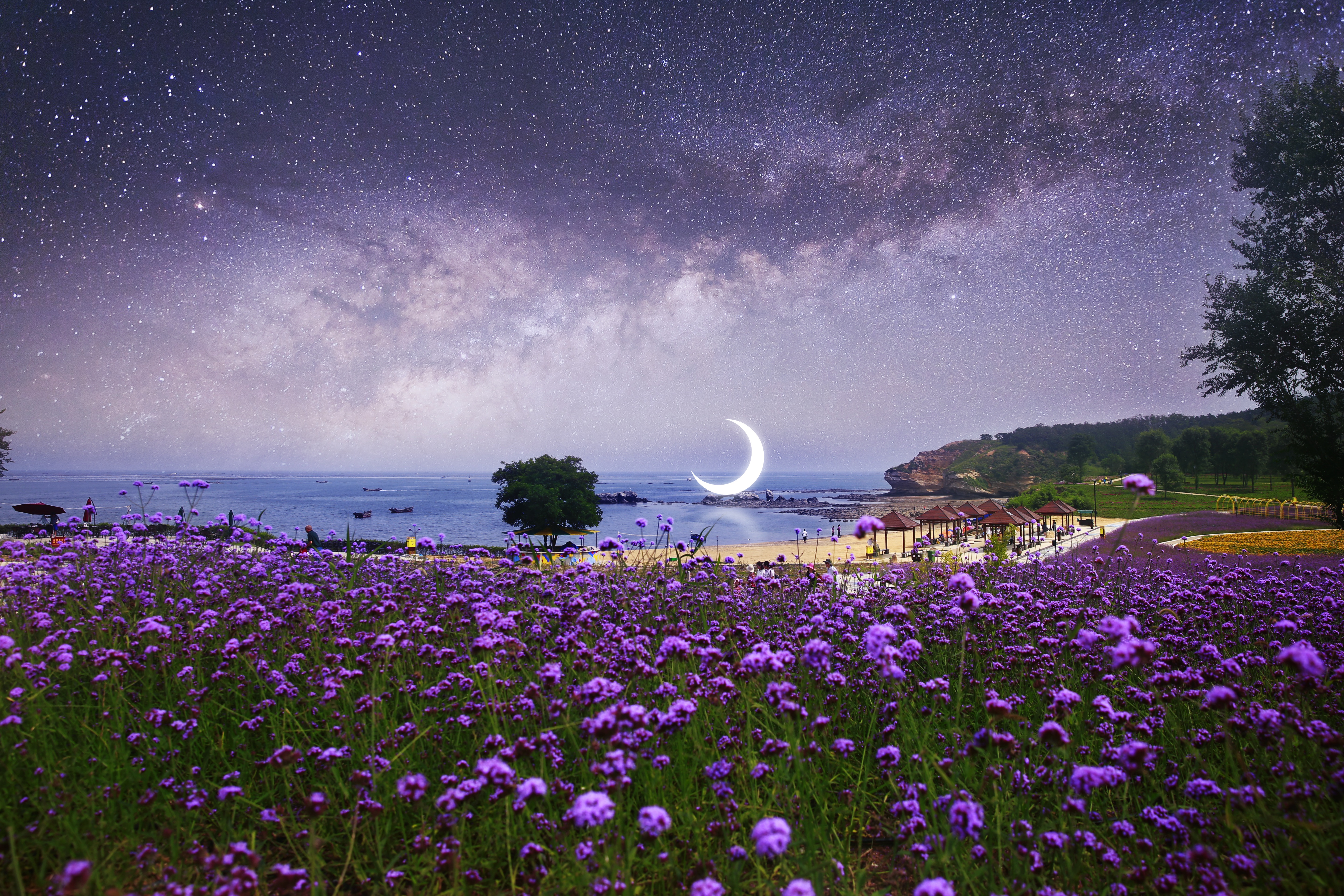 Purple flowers beach under crescent moon and starry sky HD Wallpaper