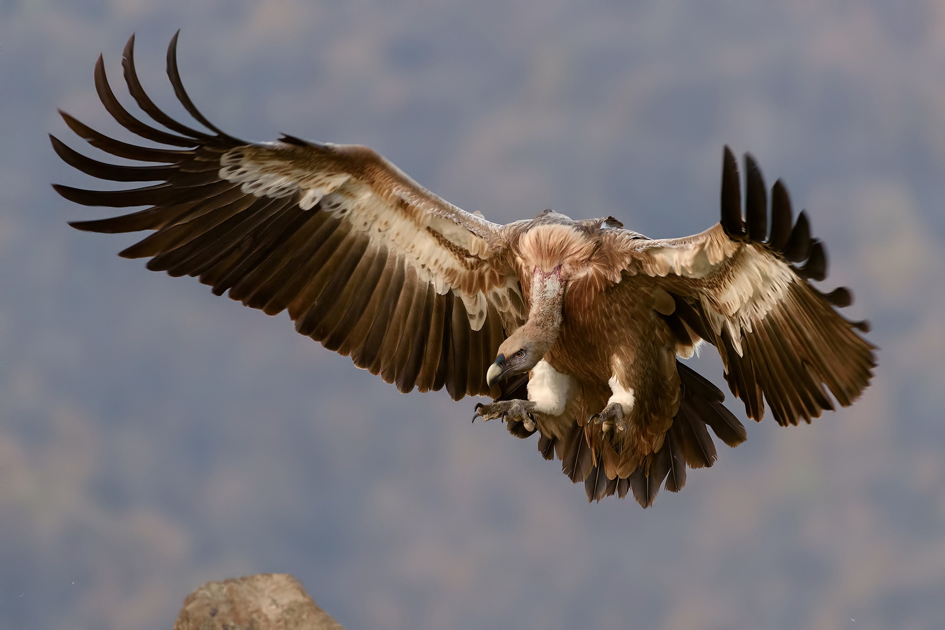 A vulture in flight with wings spread wide HD Wallpaper