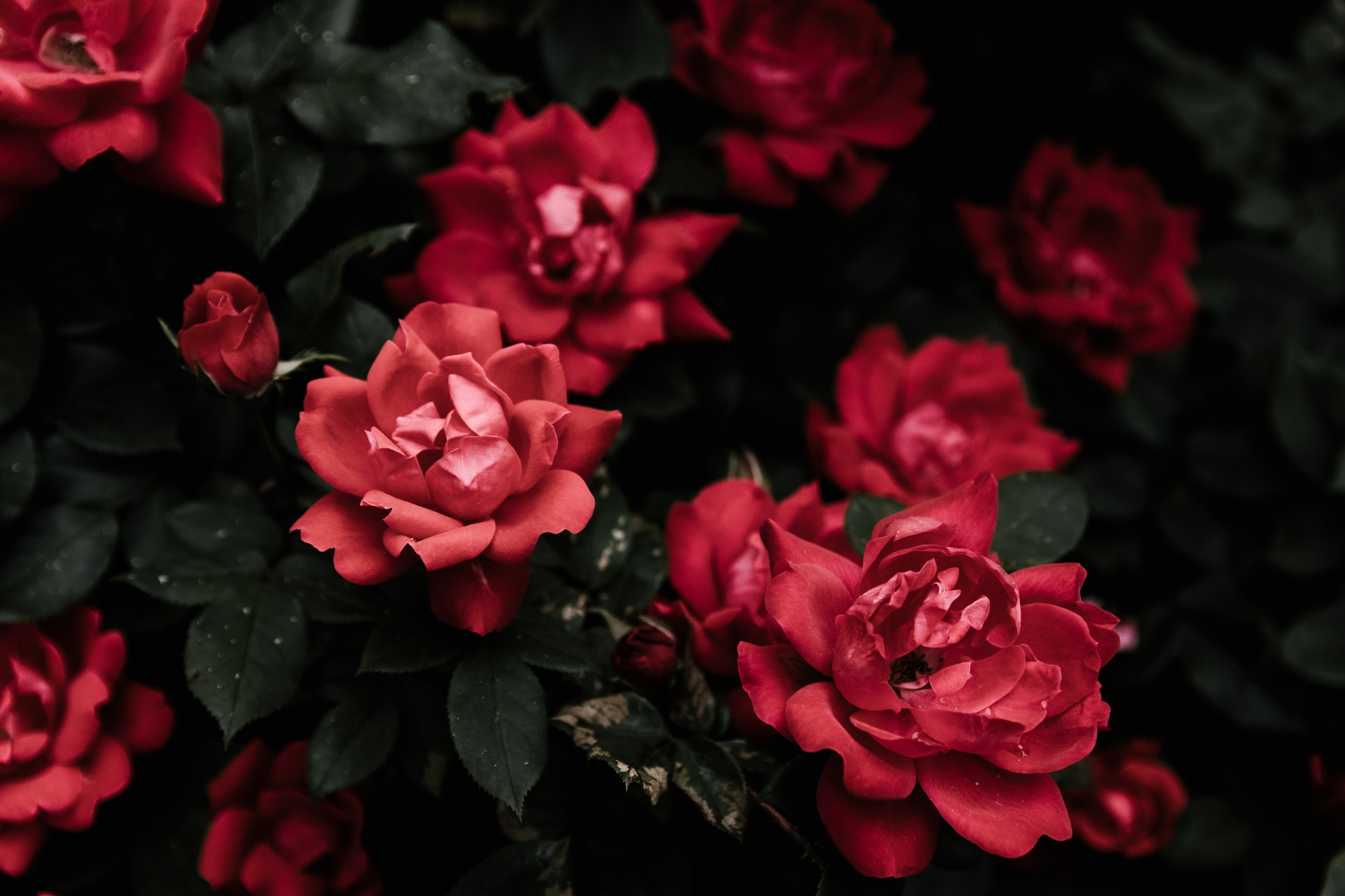 Dark moody red roses in a garden HD Wallpaper