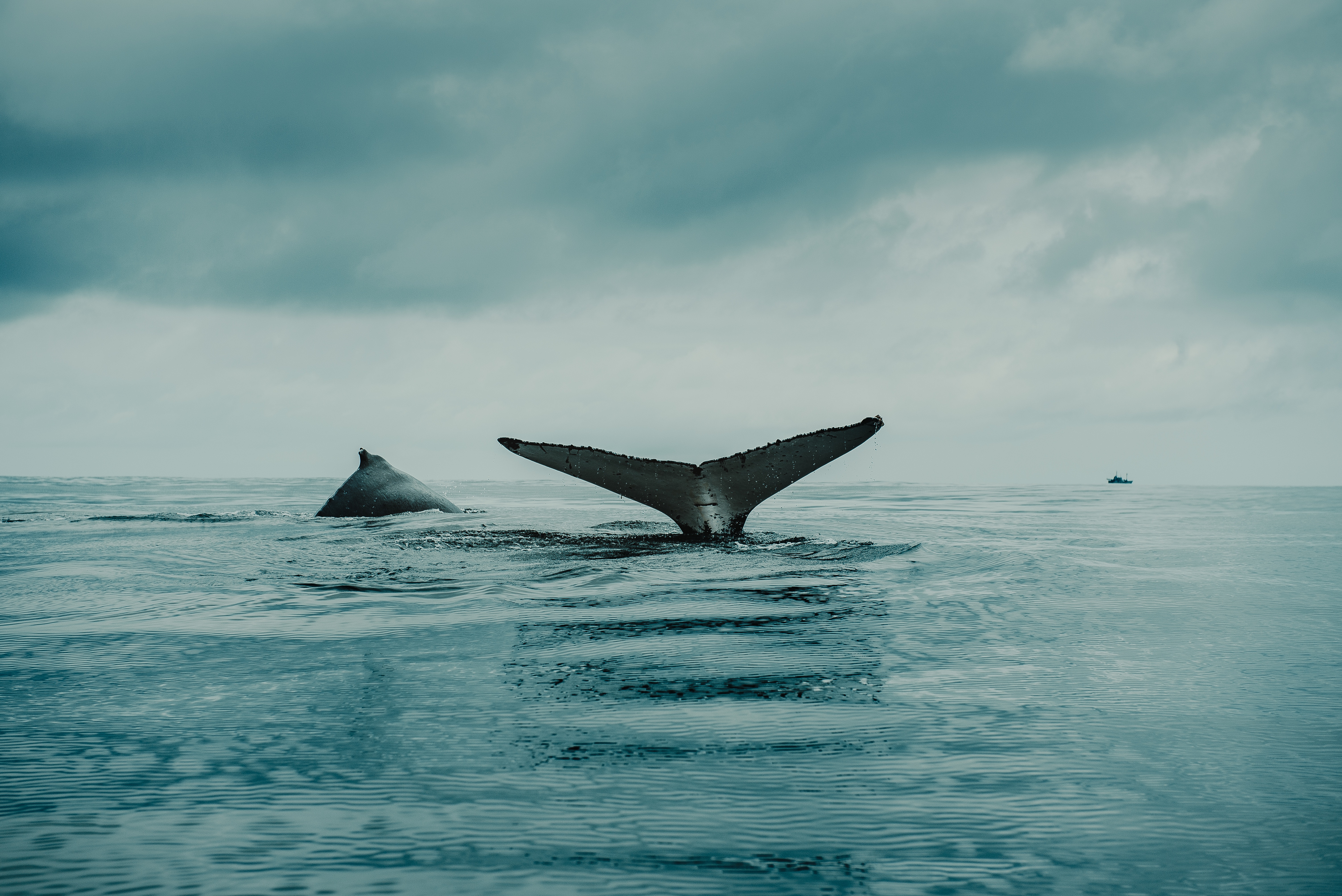 Whale tail and body in the ocean with boat HD Wallpaper