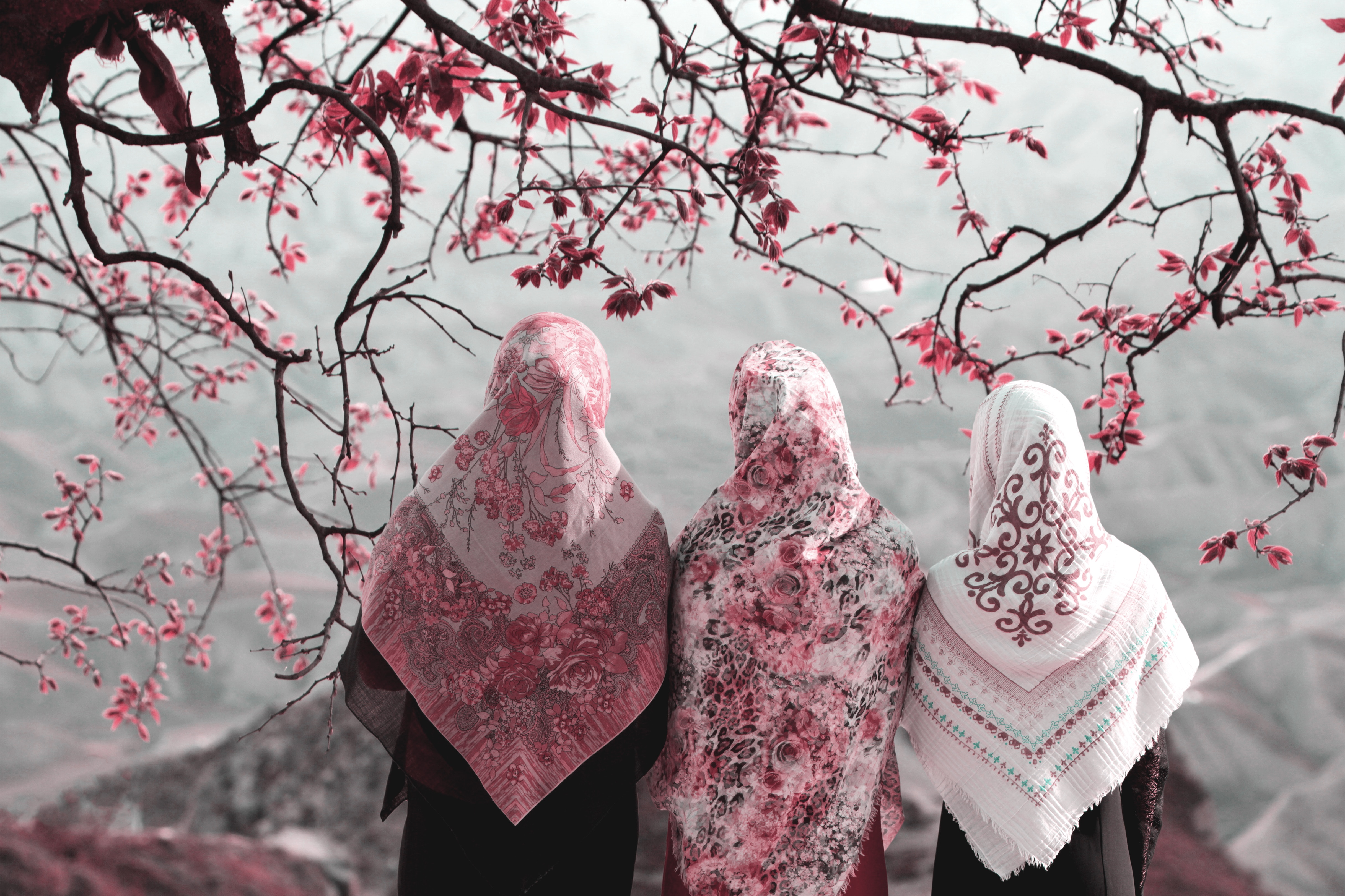 Three Women Wearing Colorful Hijabs Under Blooming Tree HD Wallpaper