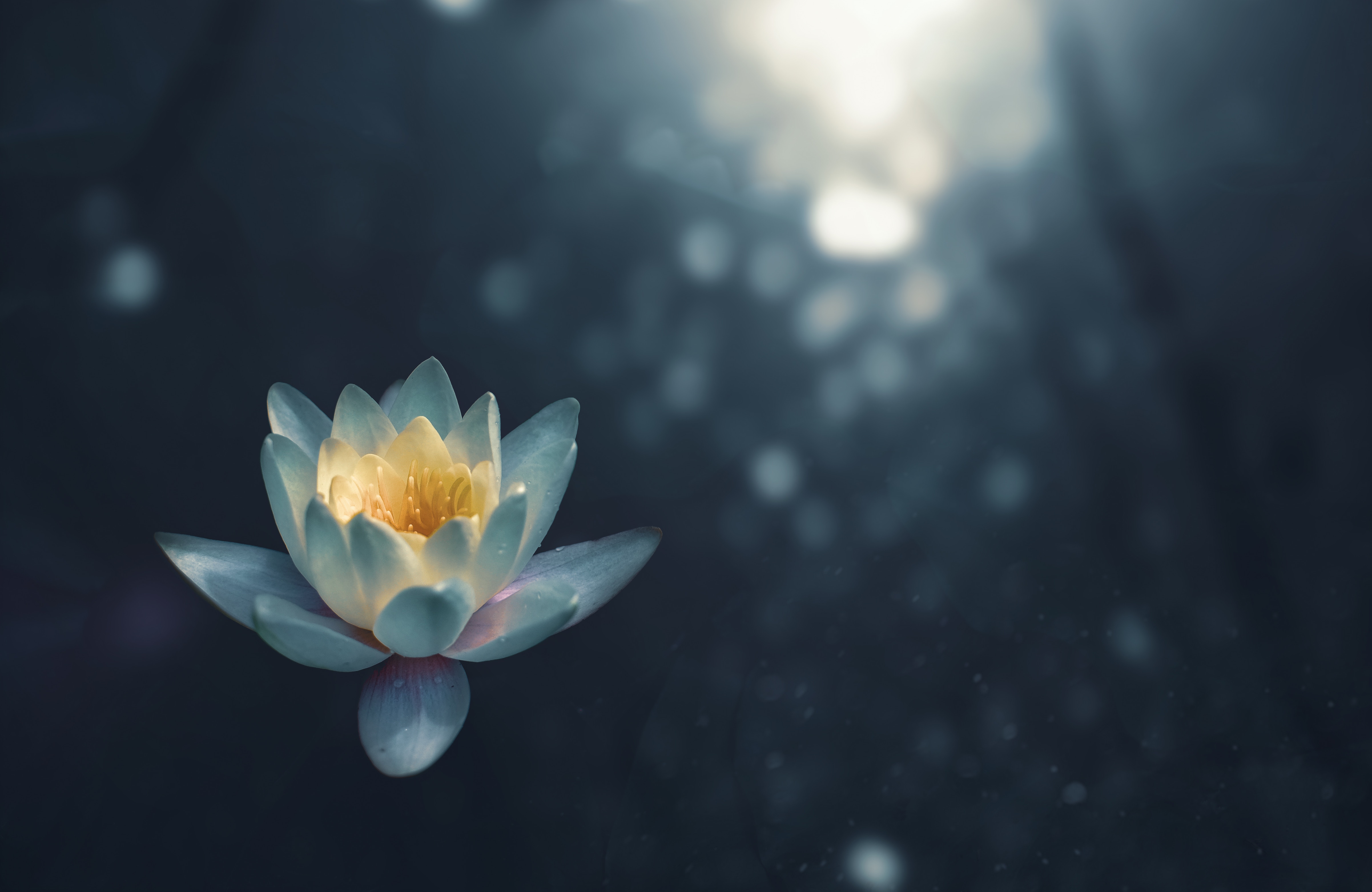 Water lily with sun flare on dark water HD Wallpaper