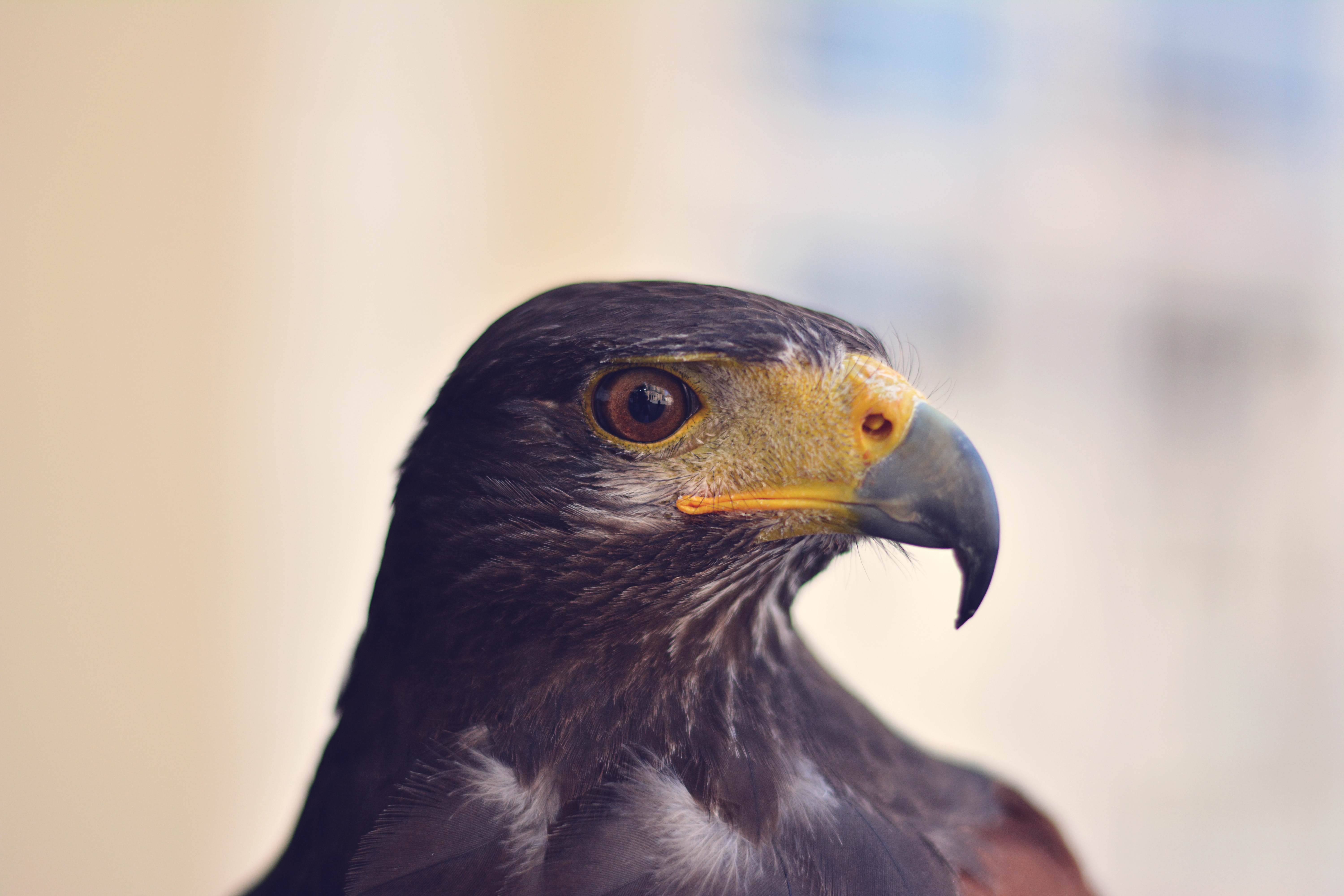 Close-up of Majestic Eagle Head with Sharp Beak HD Wallpaper
