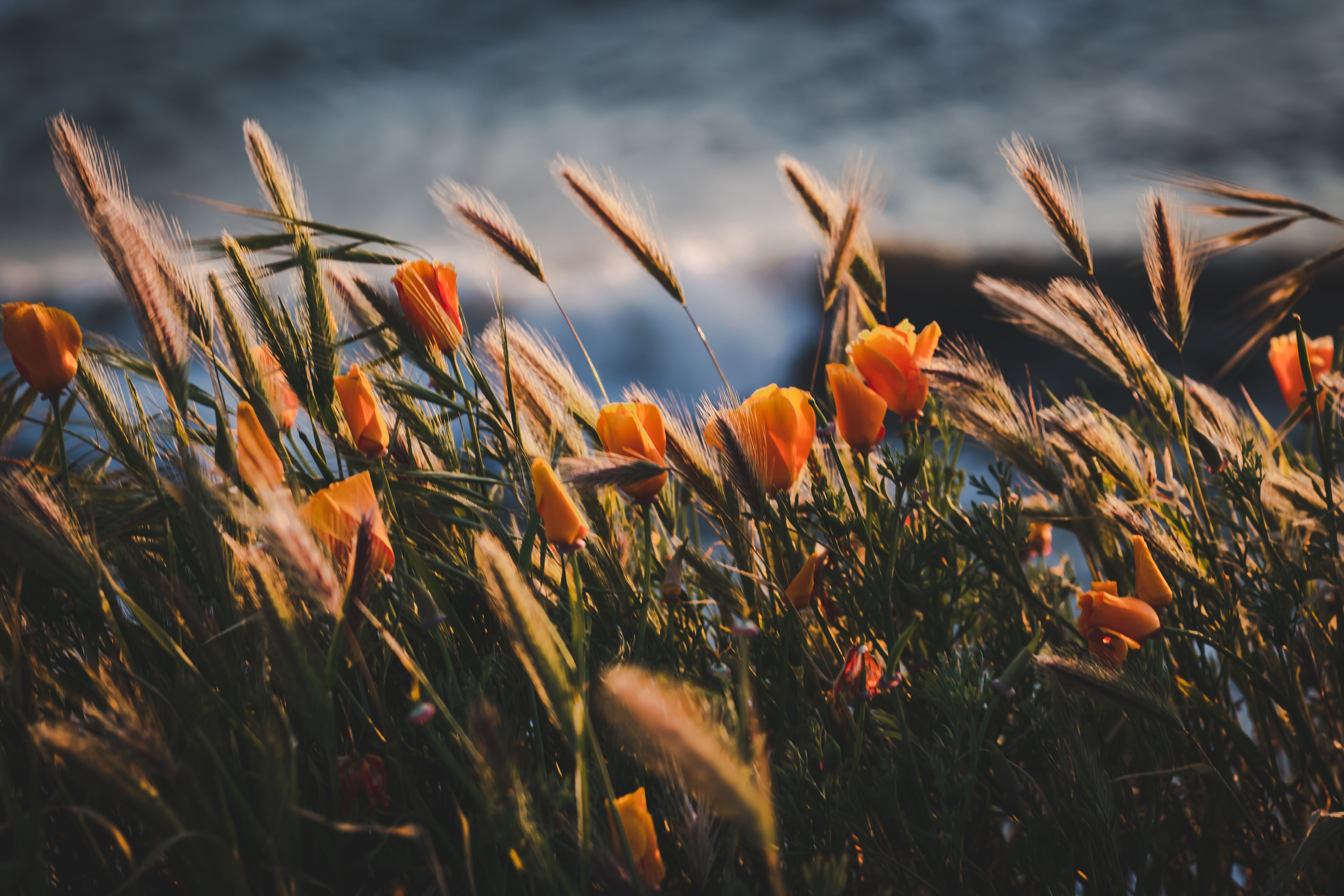 Orange poppies and wheat stalks by the ocean at sunset HD Wallpaper