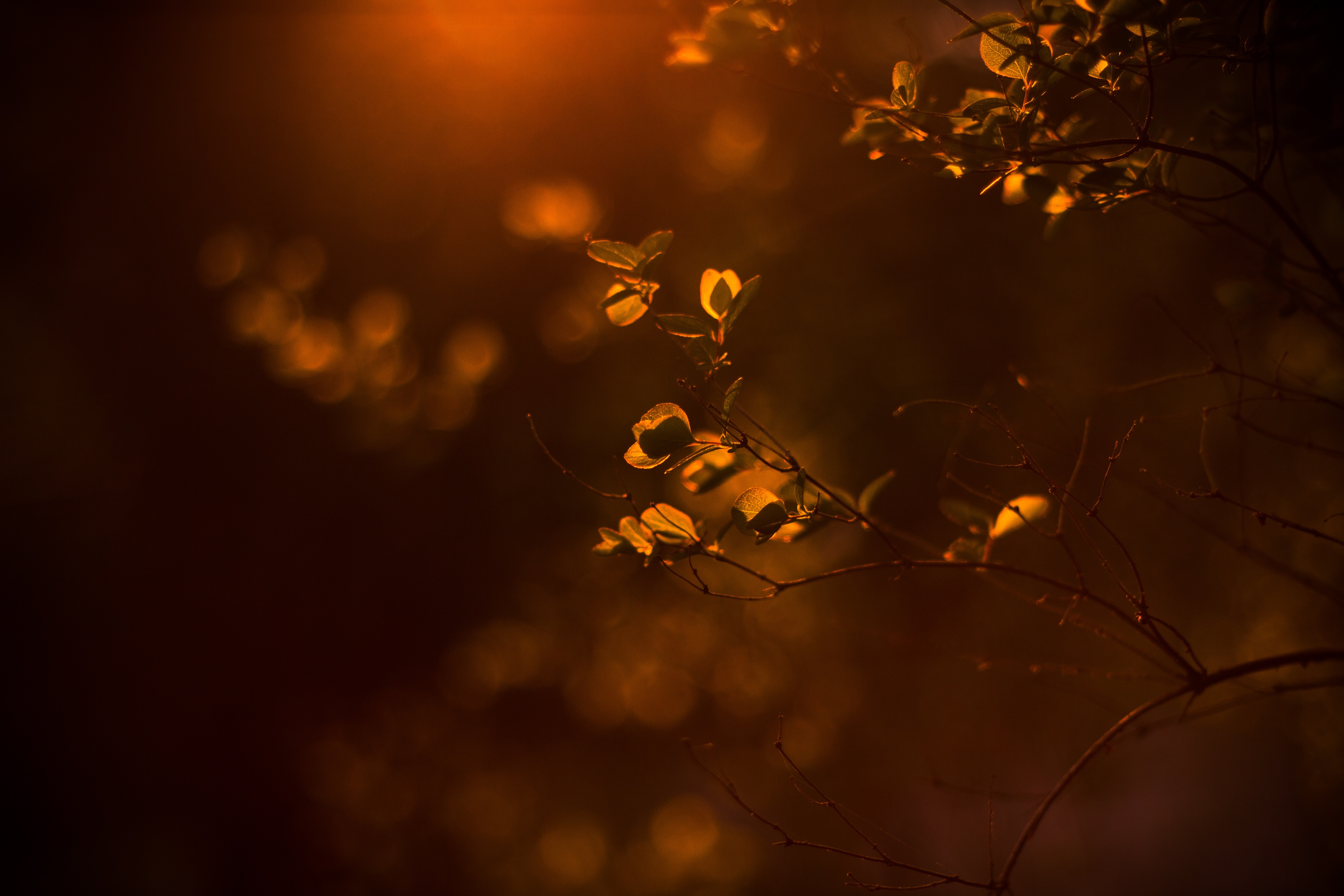 Close up of plant leaves with bokeh background HD Wallpaper