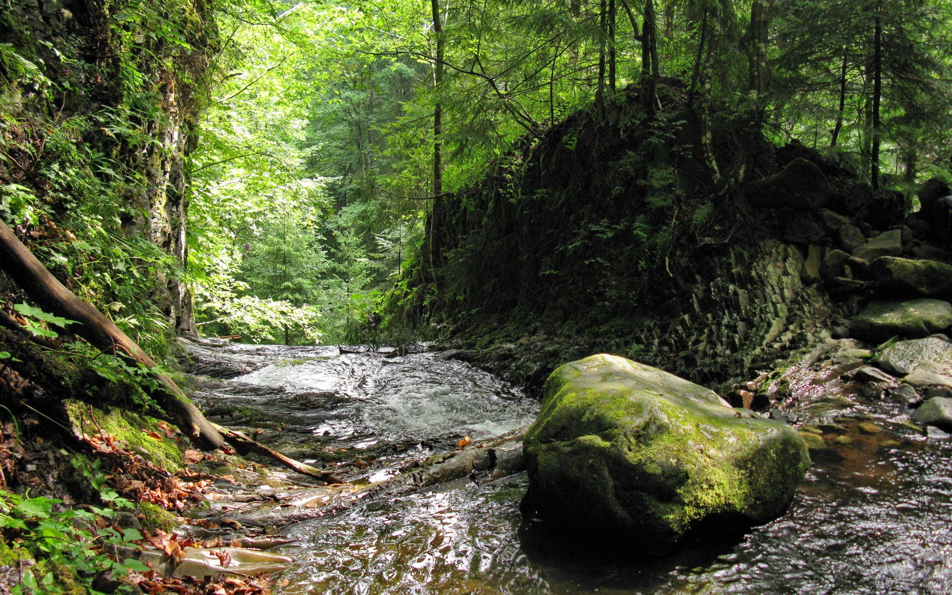 A stream flows through a dense forest with mossy rocks. HD Wallpaper
