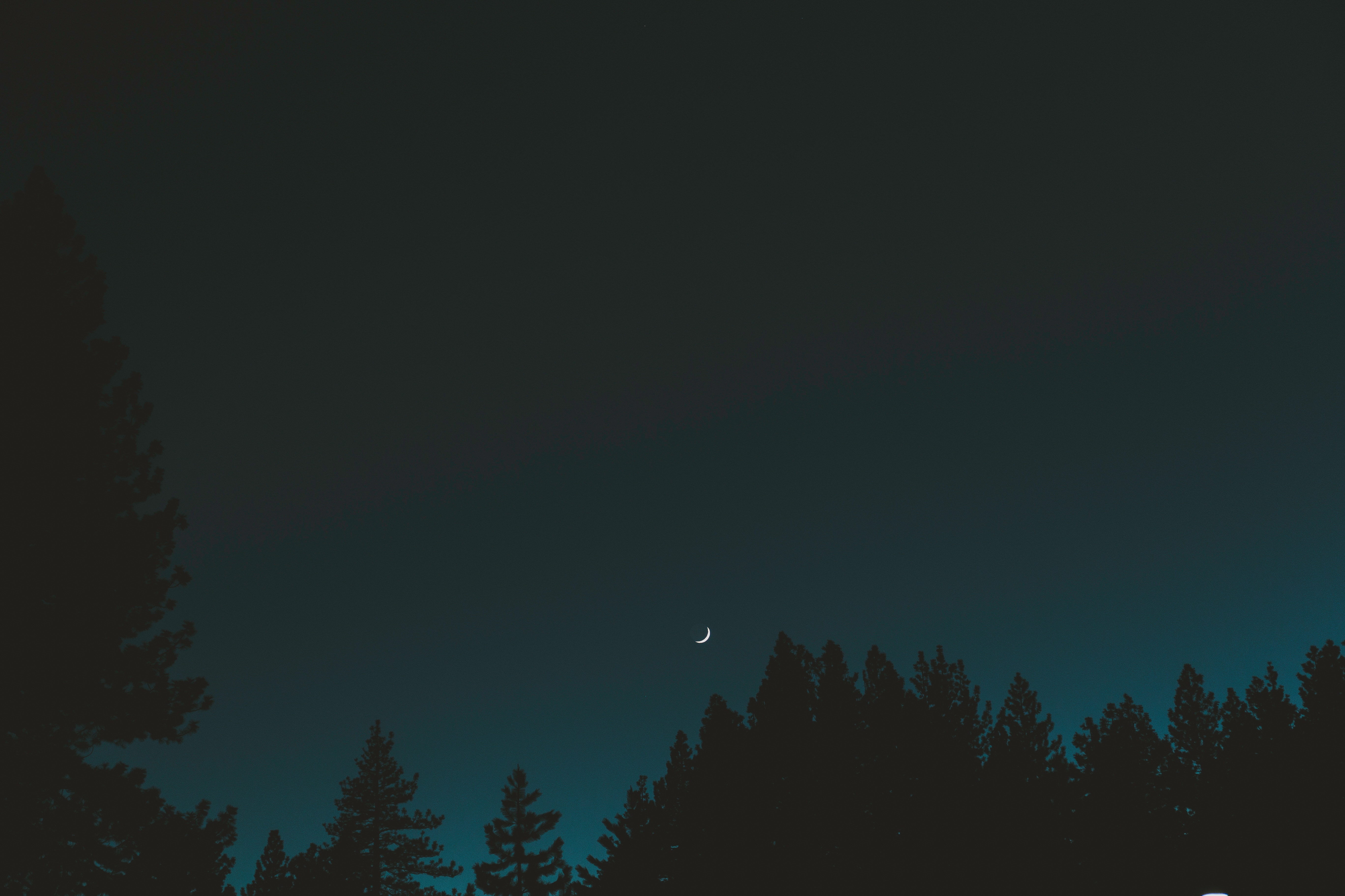 Crescent moon over silhouetted pine trees at night HD Wallpaper