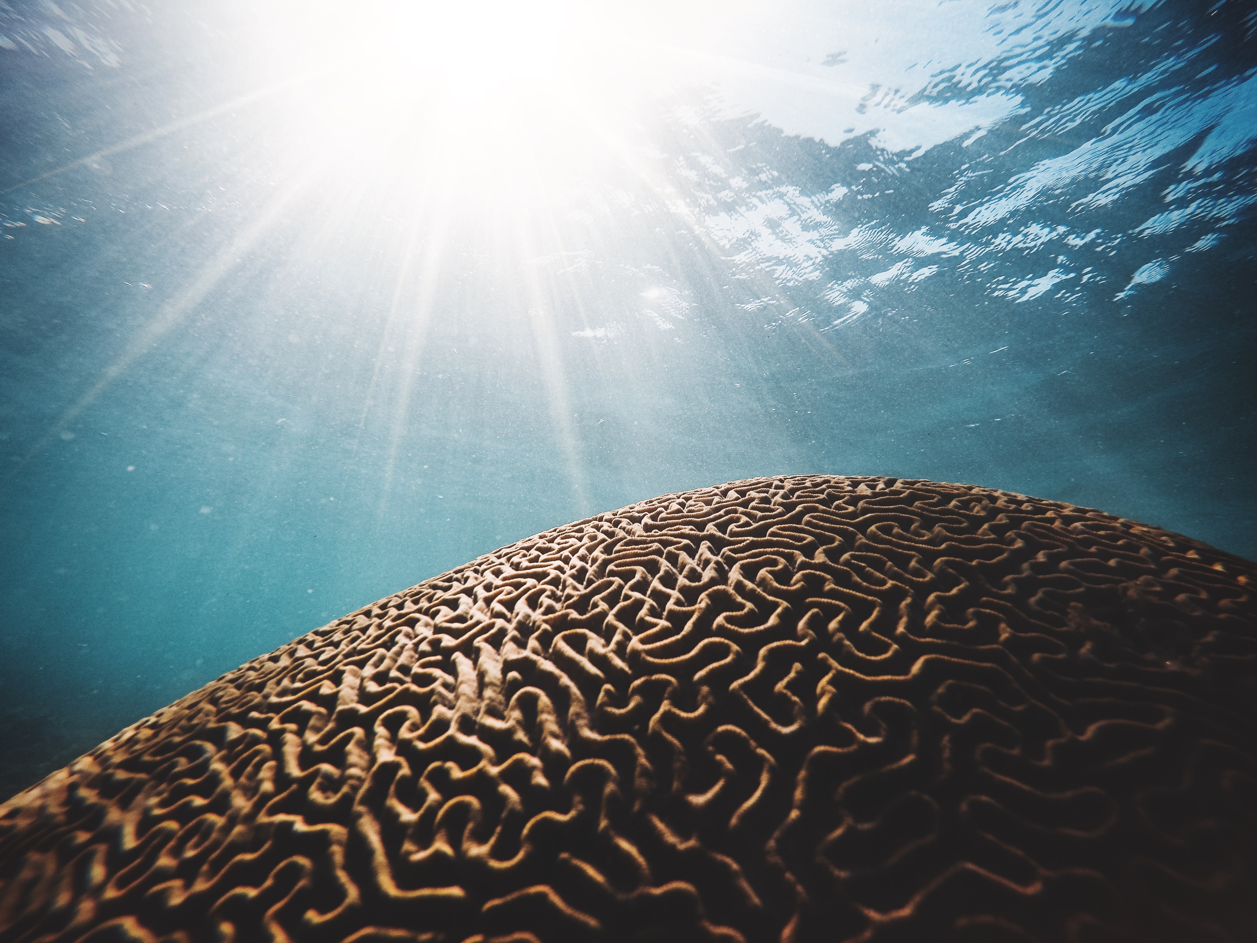 Underwater view of brain coral with sun rays HD Wallpaper