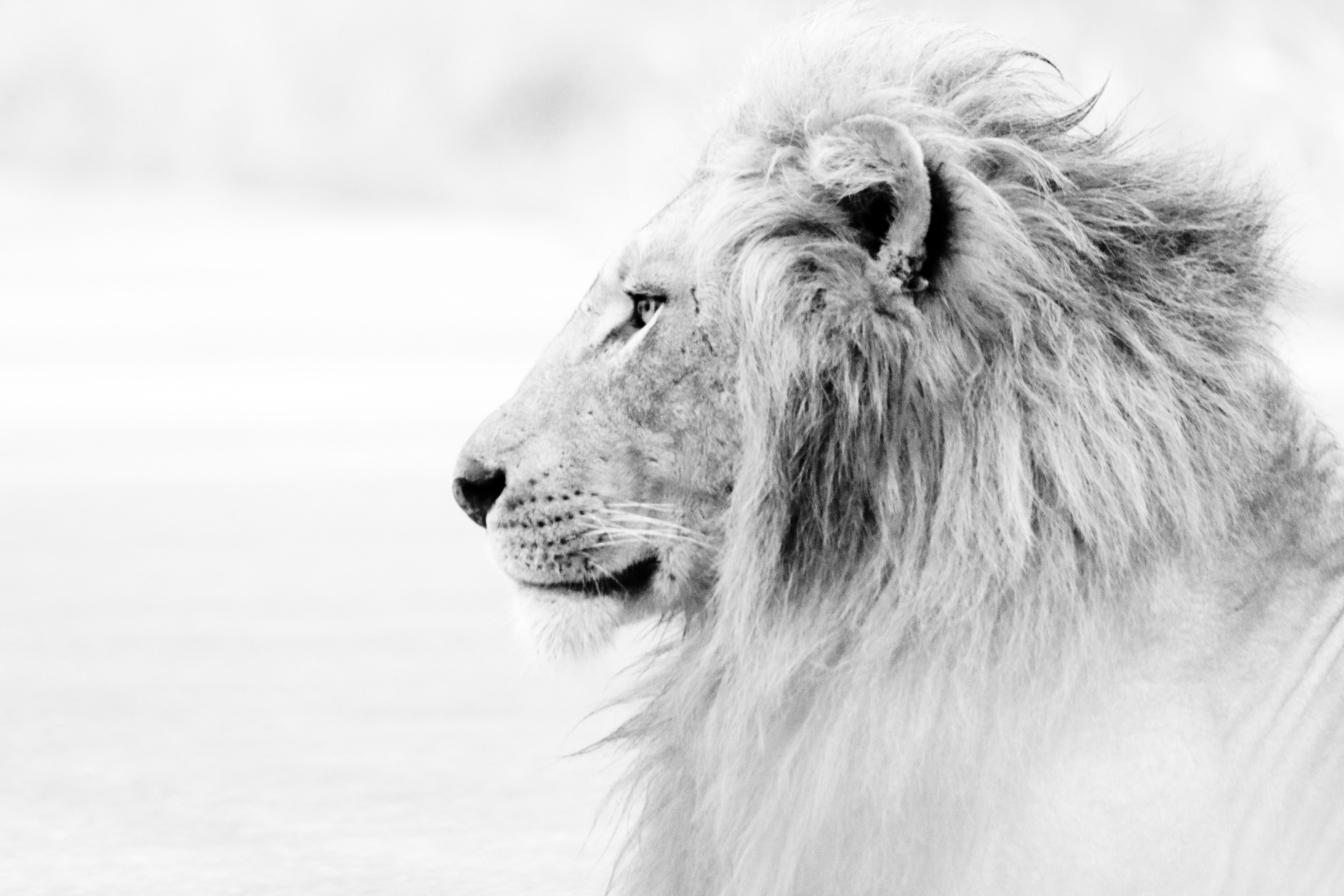 Black and white profile of a male lion HD Wallpaper