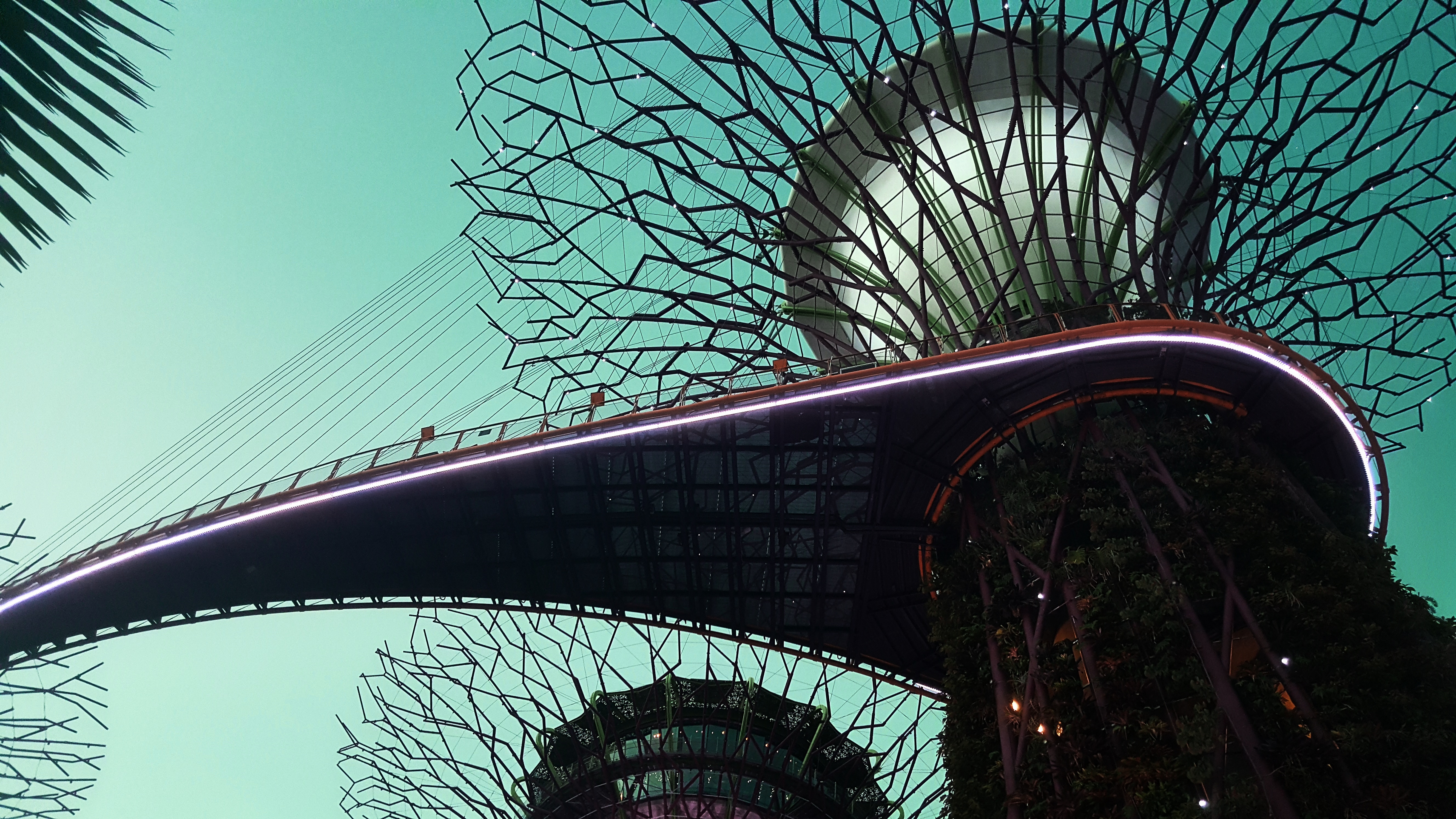 Gardens by the Bay Supertree Grove walkway HD Wallpaper