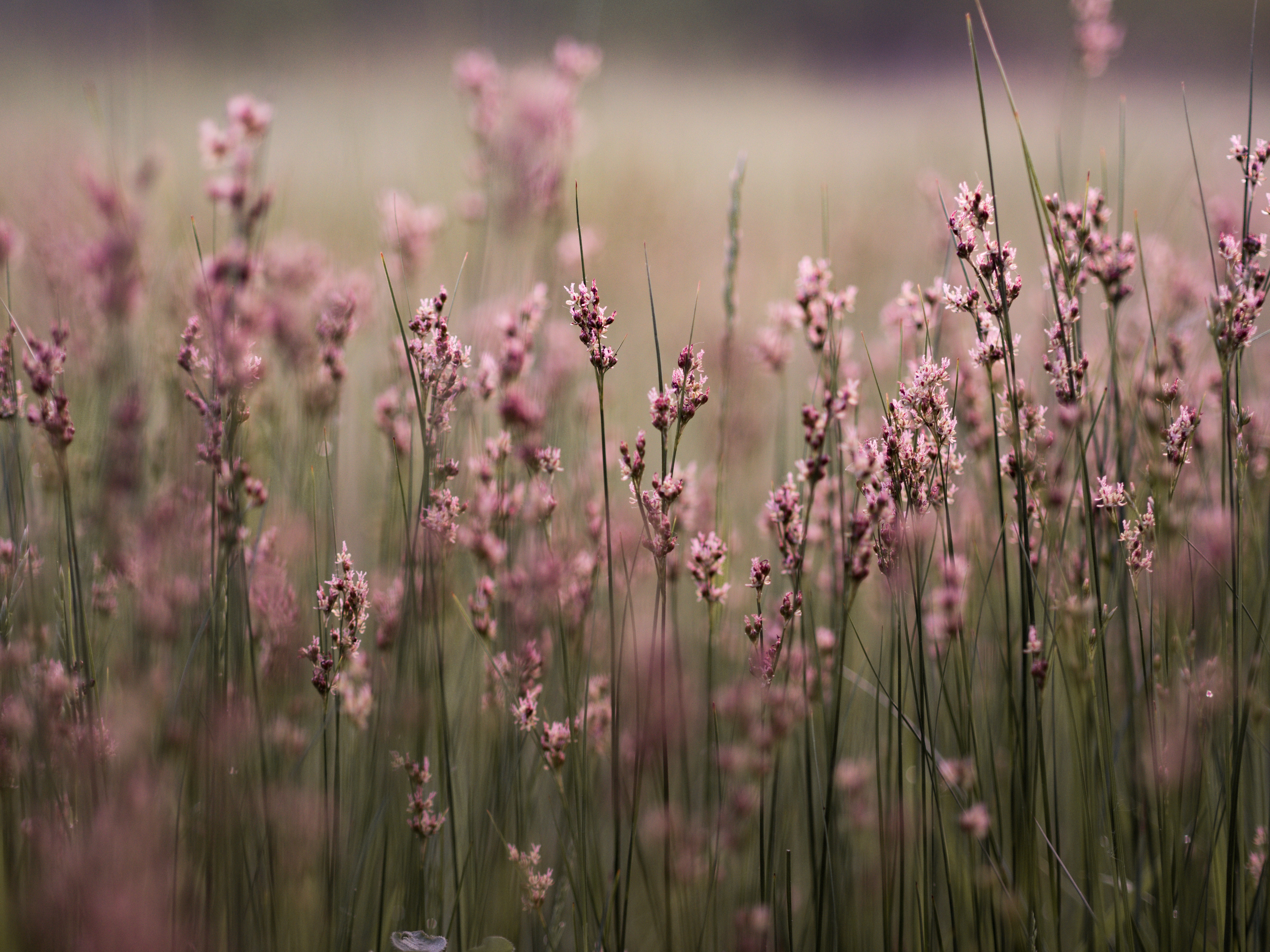 Field of pink wildflowers with green grass and bokeh HD Wallpaper