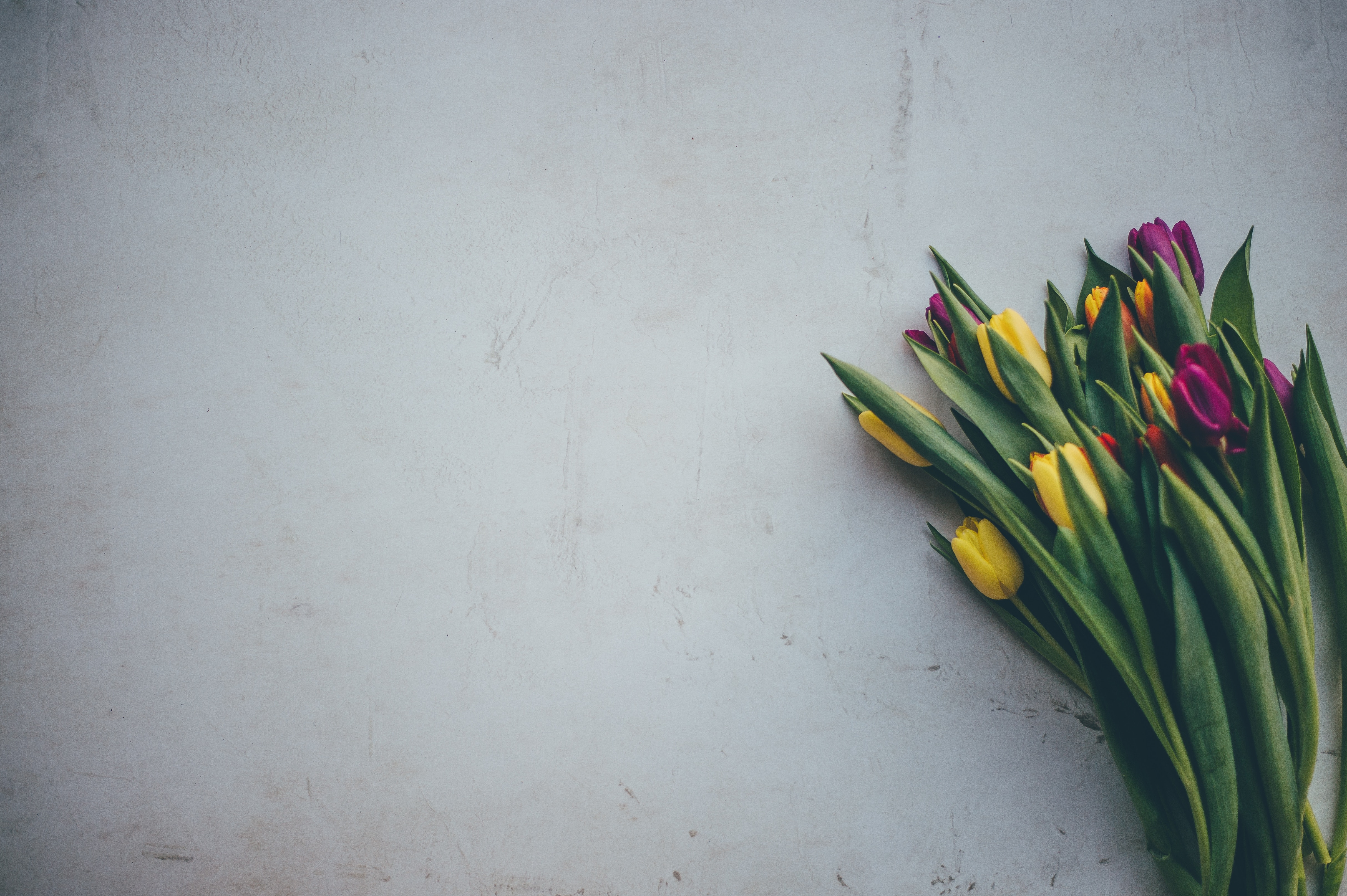 Purple and yellow tulips on a textured surface HD Wallpaper