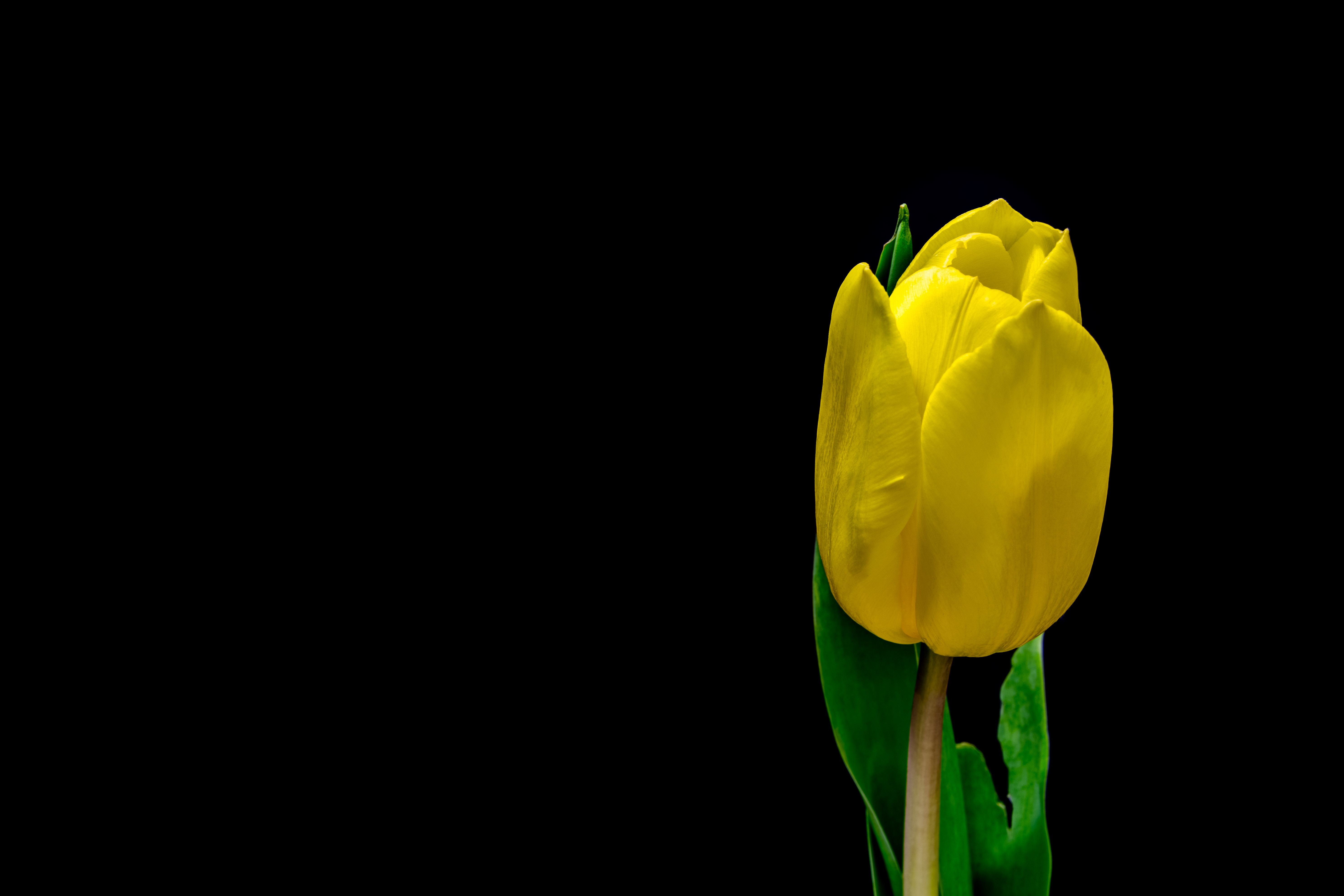Yellow tulip against a black background HD Wallpaper