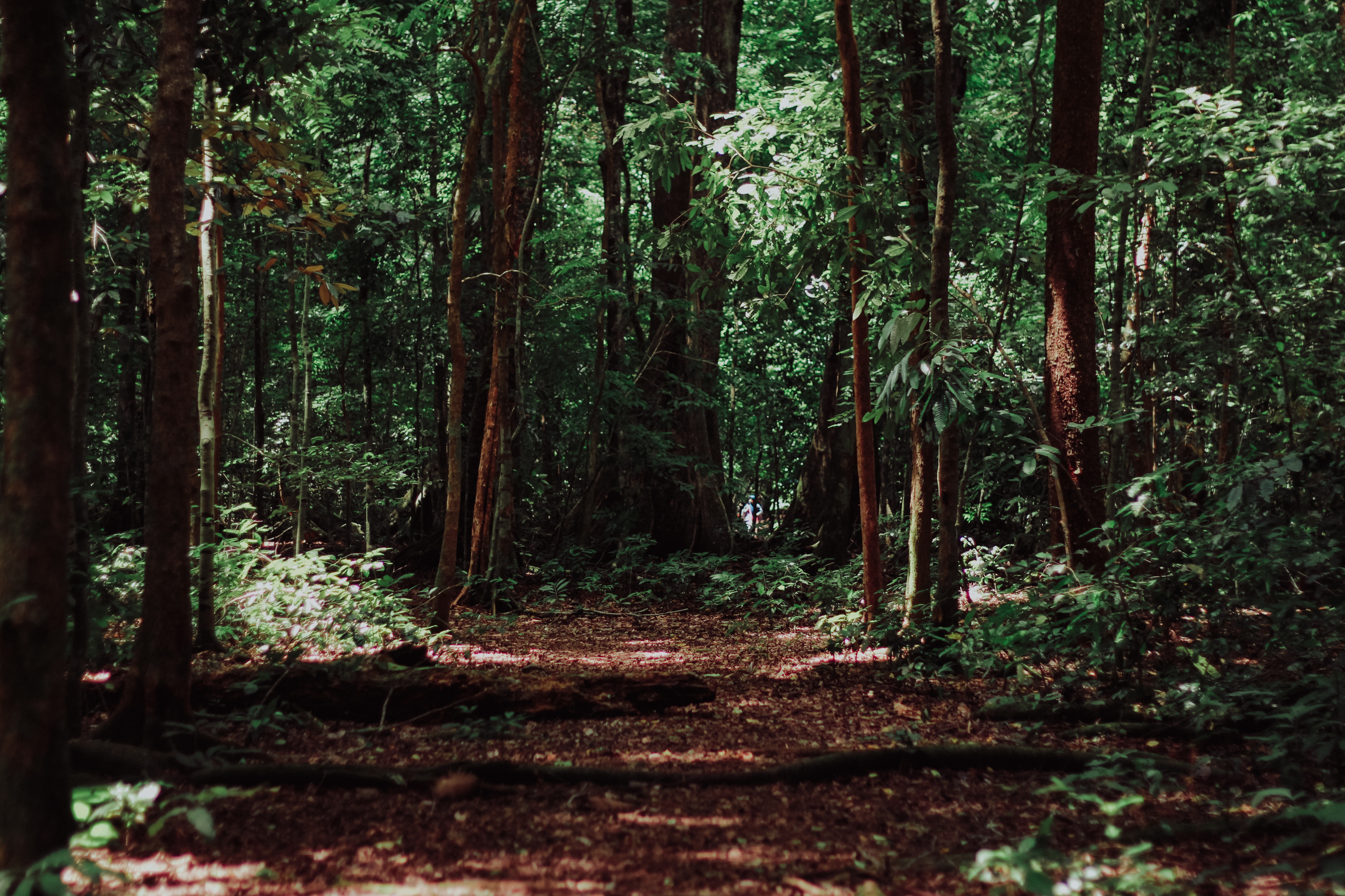 Path through a dense, sun-dappled forest HD Wallpaper
