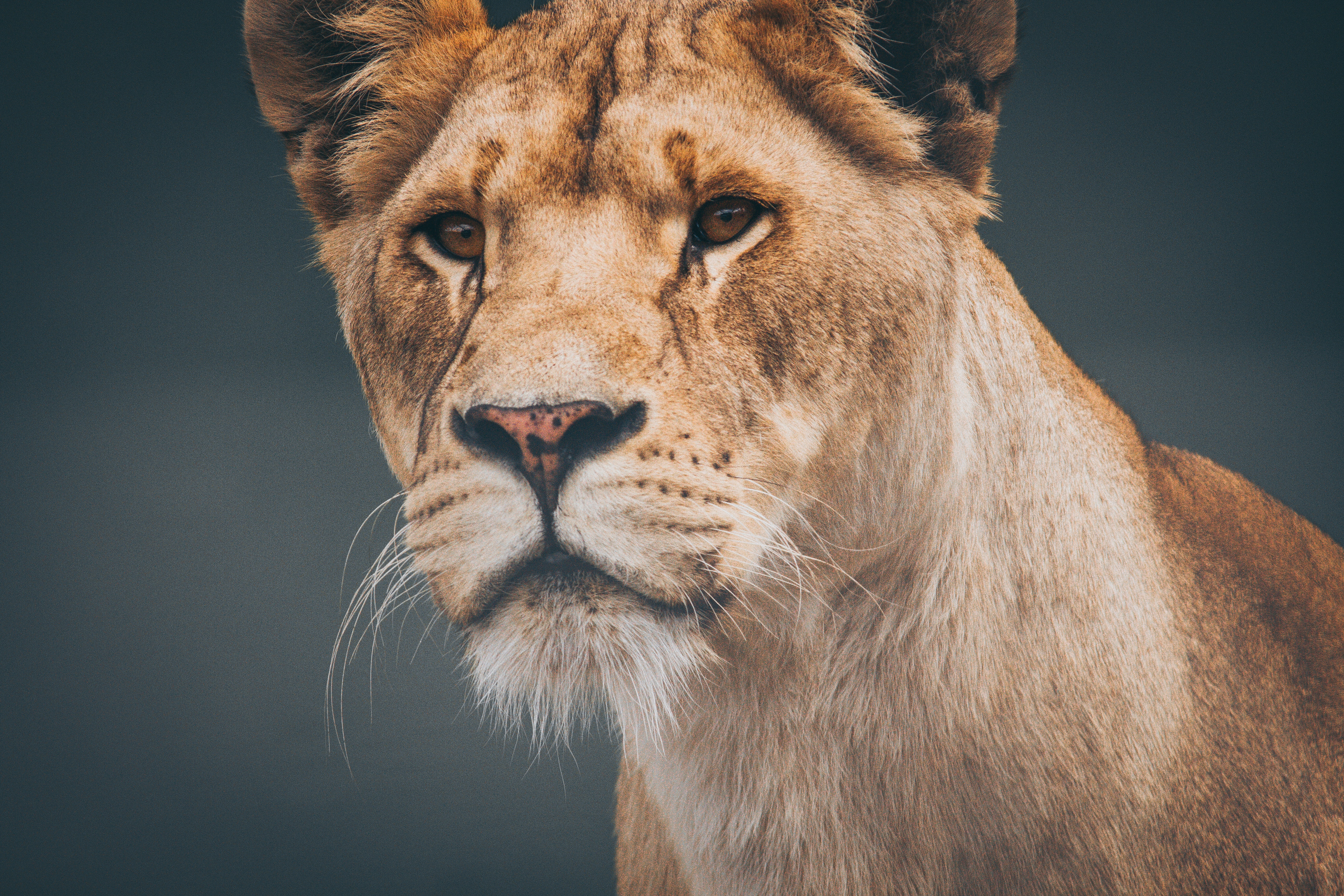 Close-up of a lioness's face with intense gaze HD Wallpaper