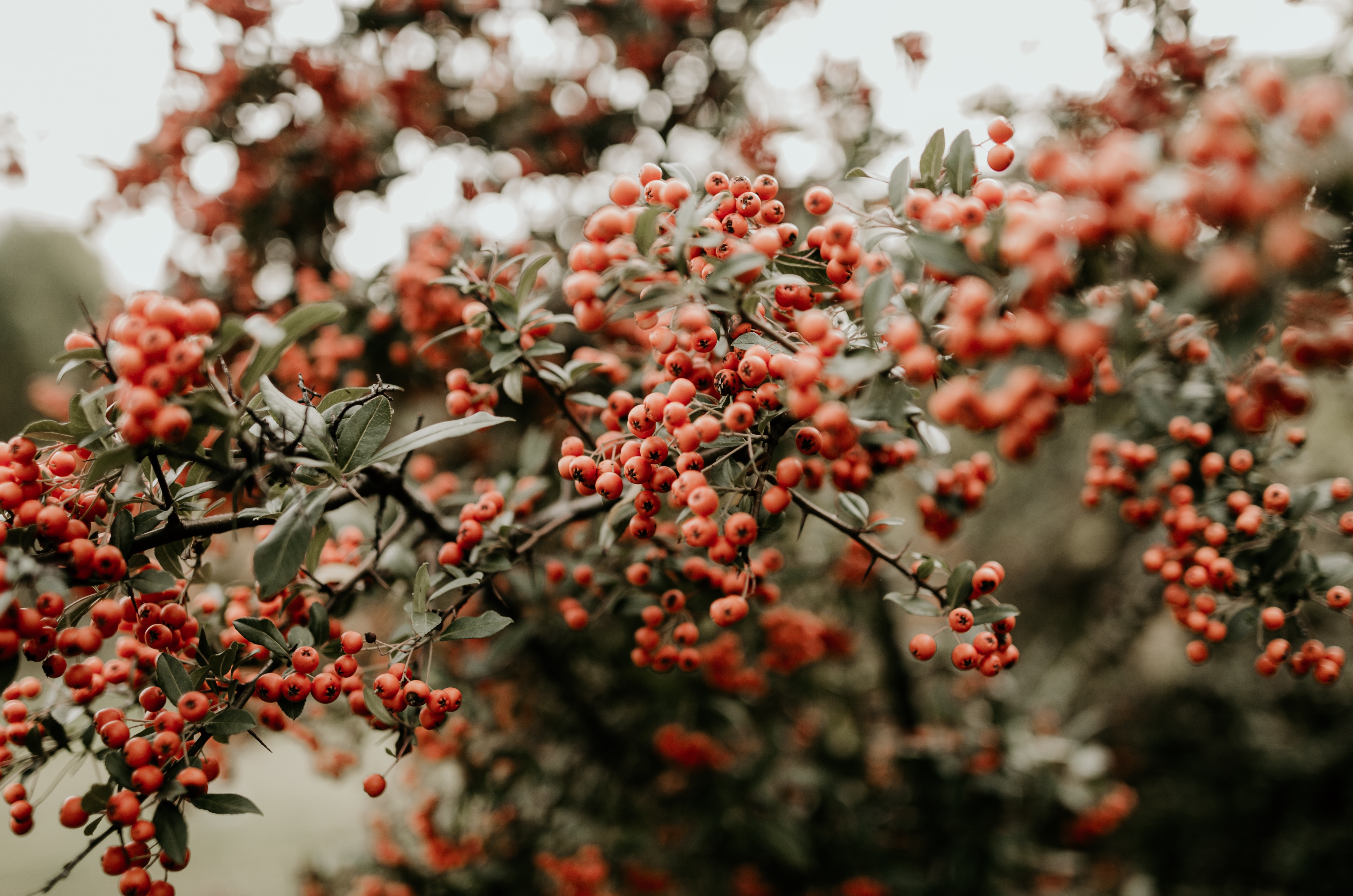 Red berries on a green bush in Norway HD Wallpaper