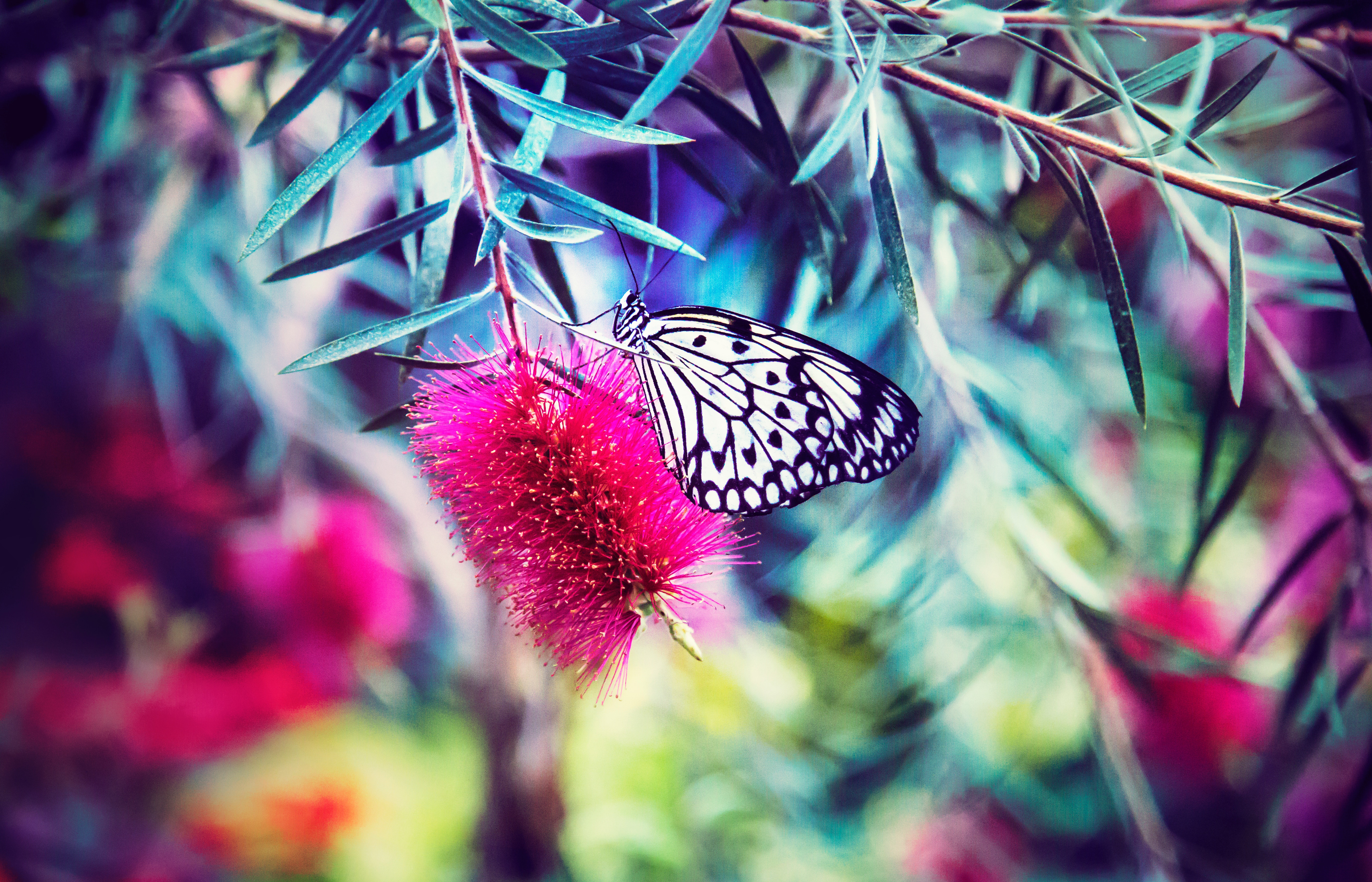 Black and white butterfly on a pink flower HD Wallpaper