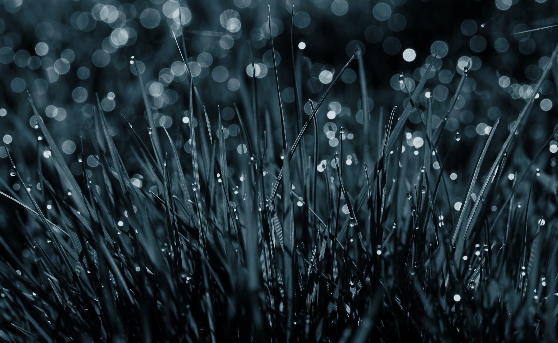 Close-up of grass with dew drops HD Wallpaper