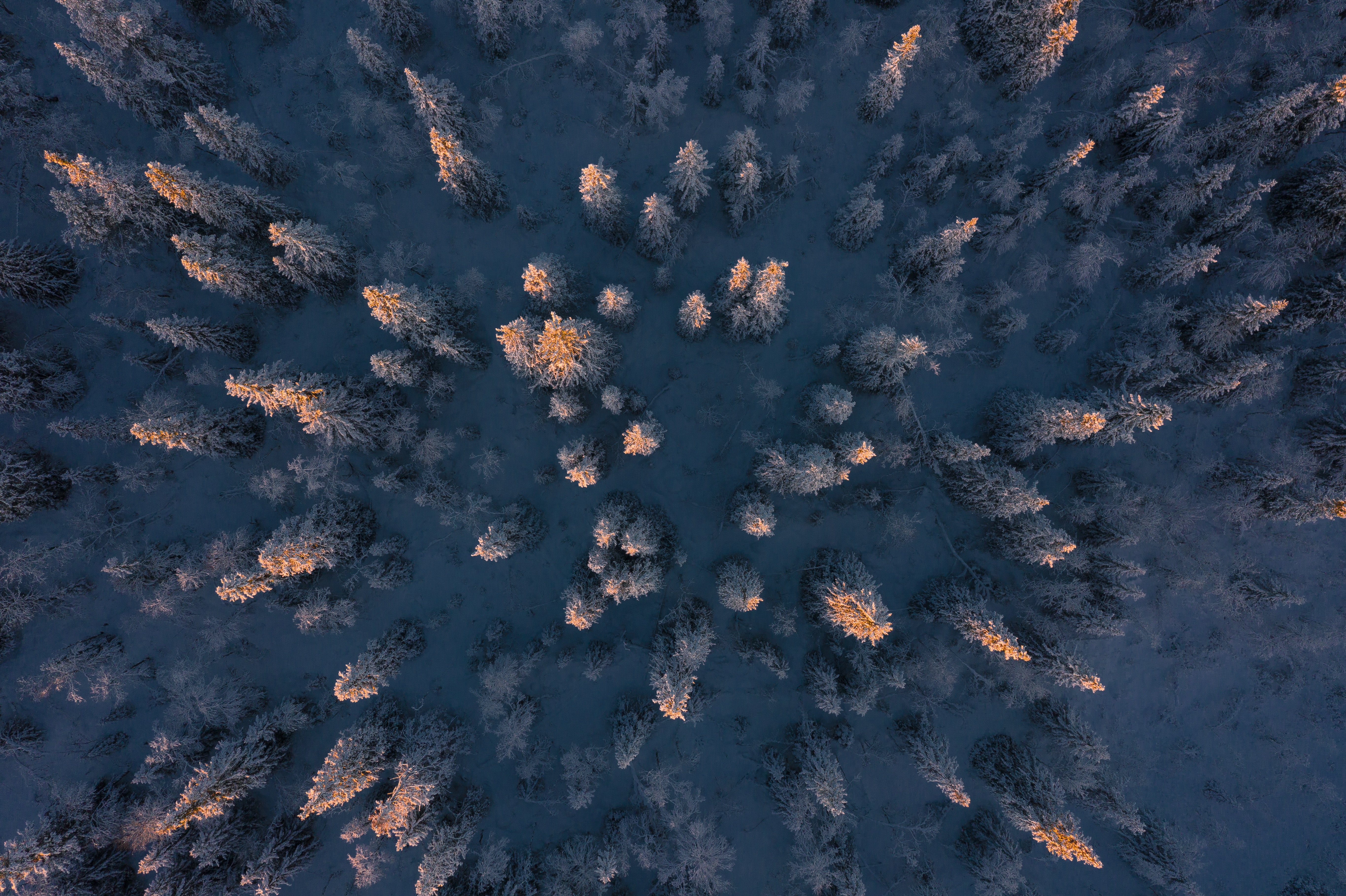 Aerial view of a snow-covered forest at dawn HD Wallpaper