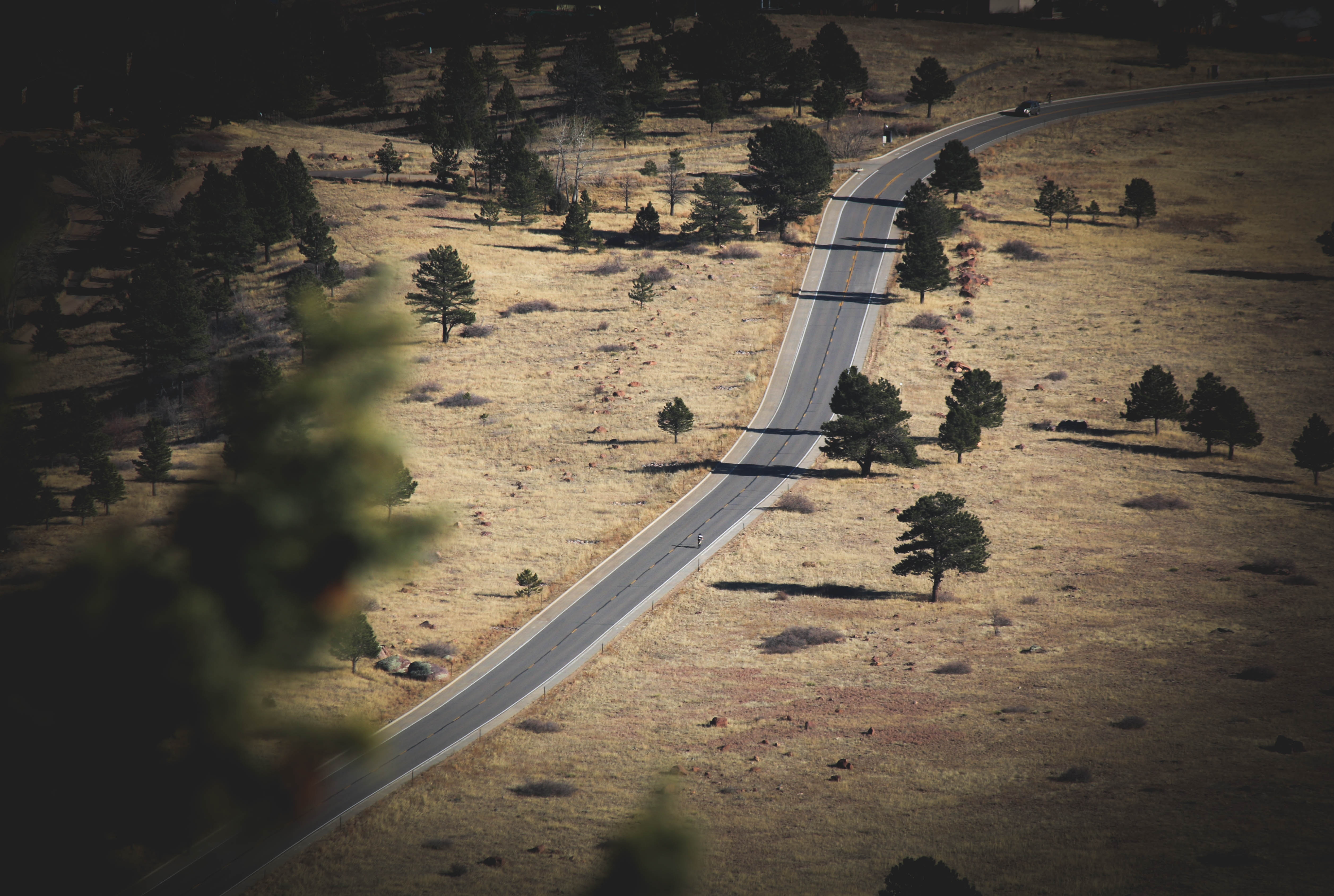 Road through a dry, grassy landscape with scattered trees HD Wallpaper