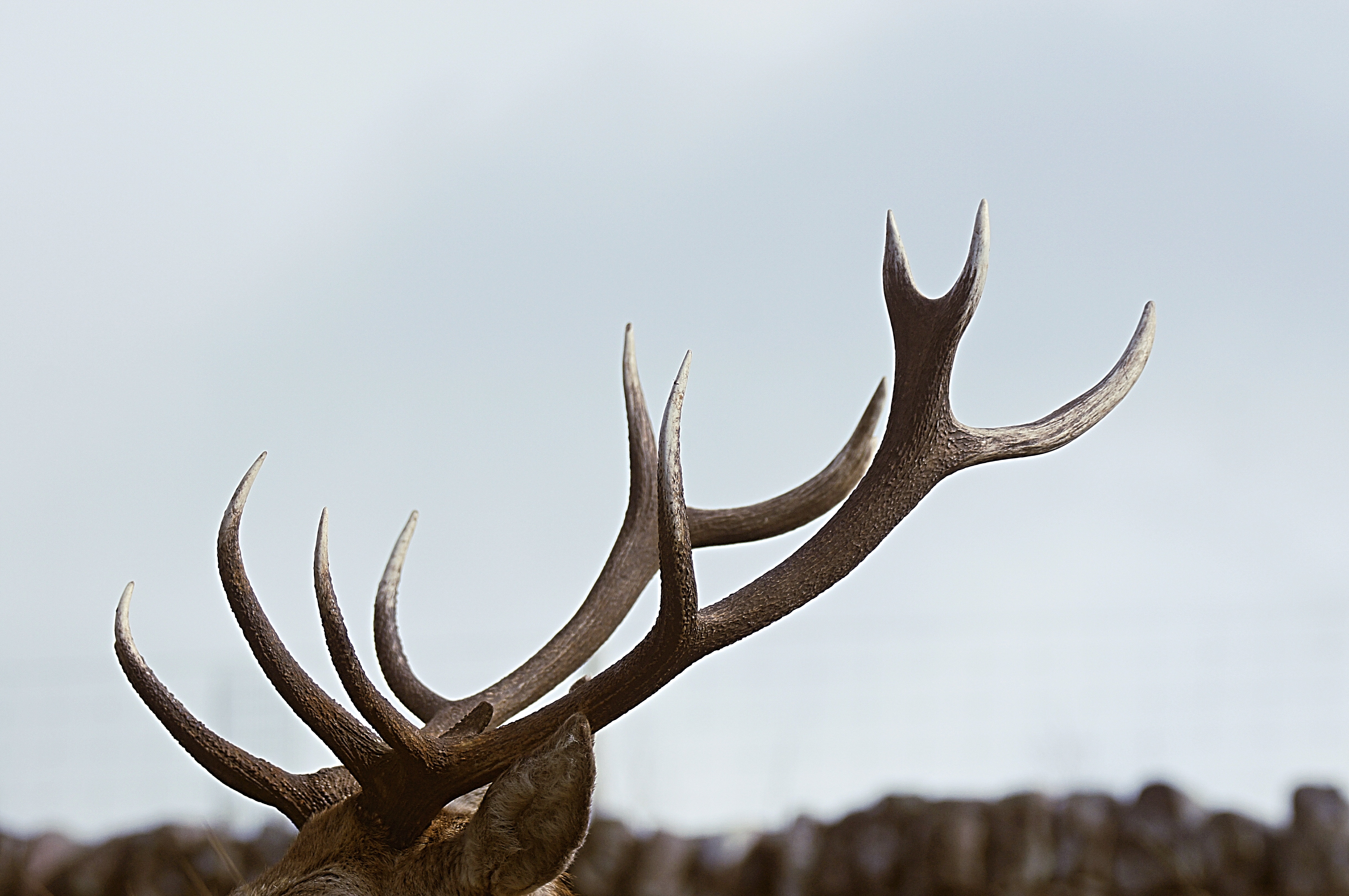 Close-up of a deer's antlers against a pale sky HD Wallpaper