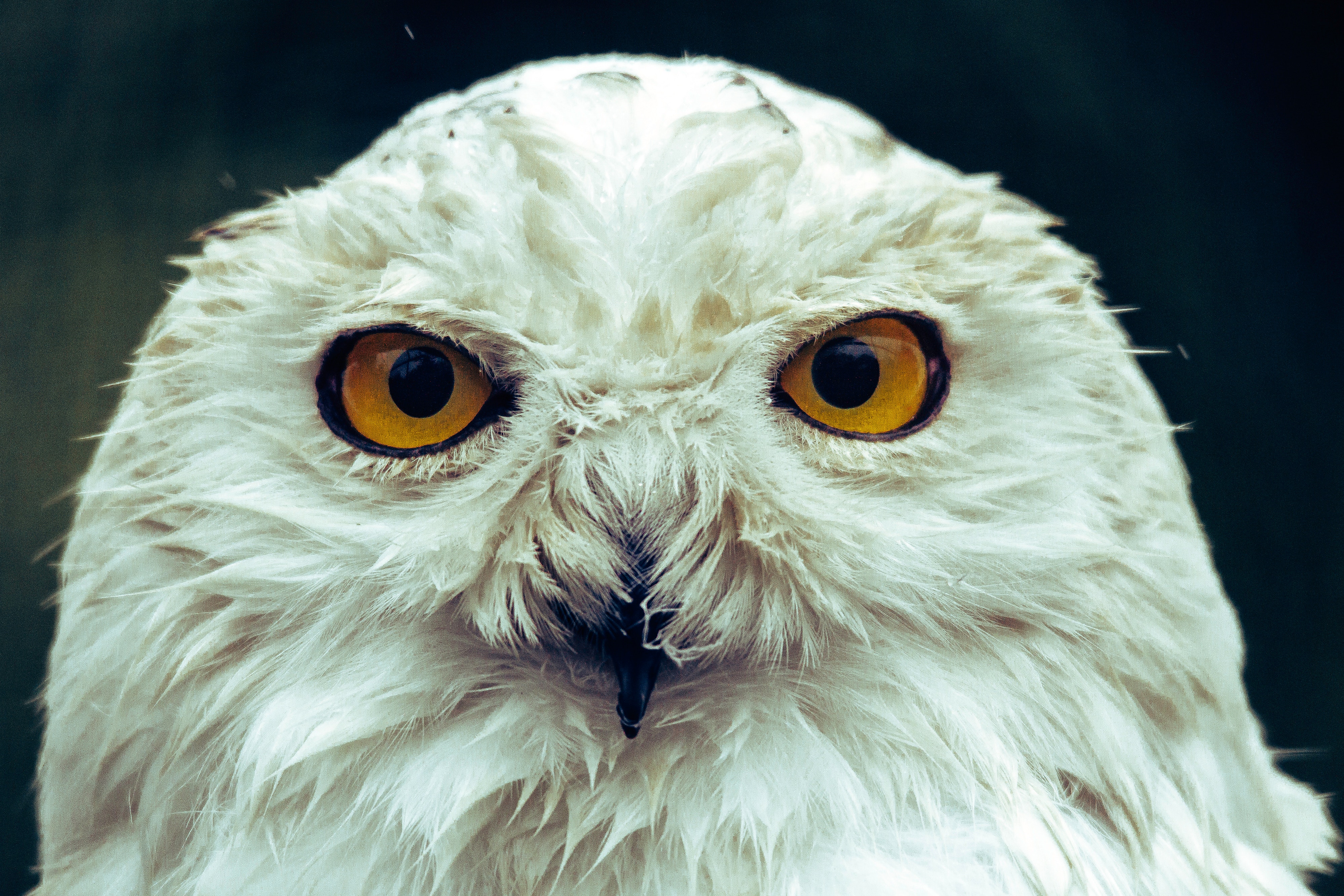 Close up of a snowy owl's face HD Wallpaper