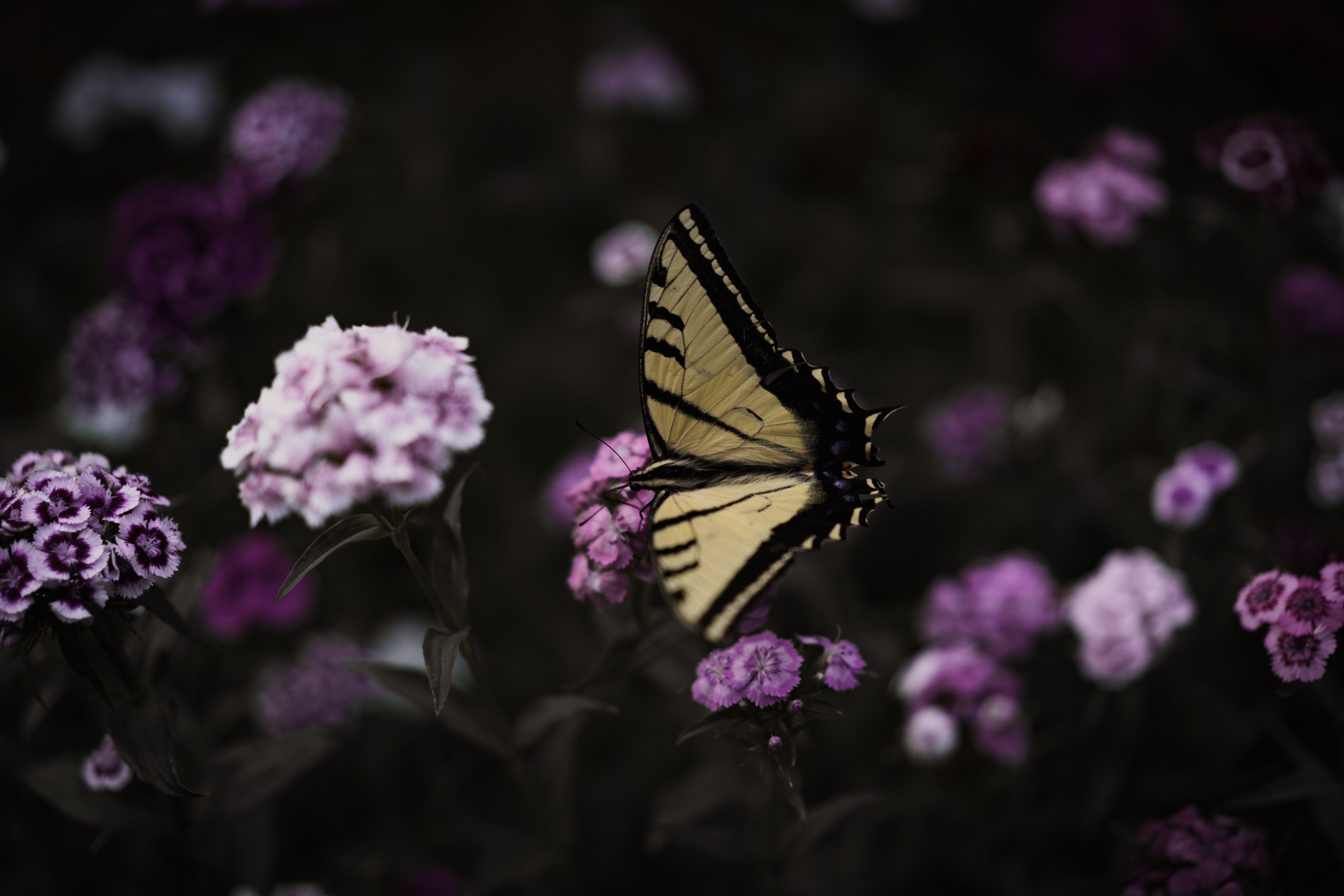 Yellow butterfly on purple and pink flowers HD Wallpaper