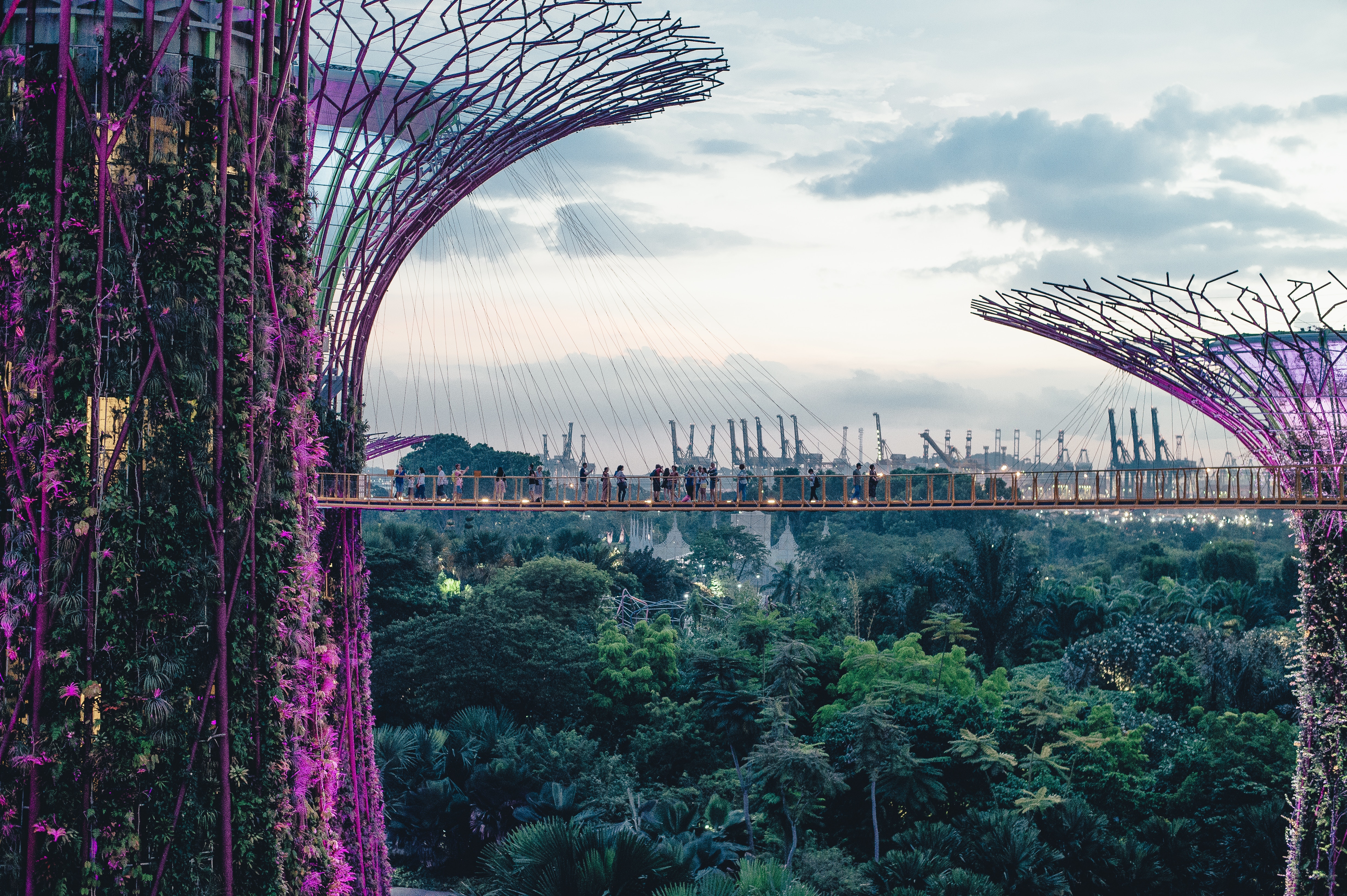 Supertrees and walkway at Gardens by the Bay, Singapore HD Wallpaper