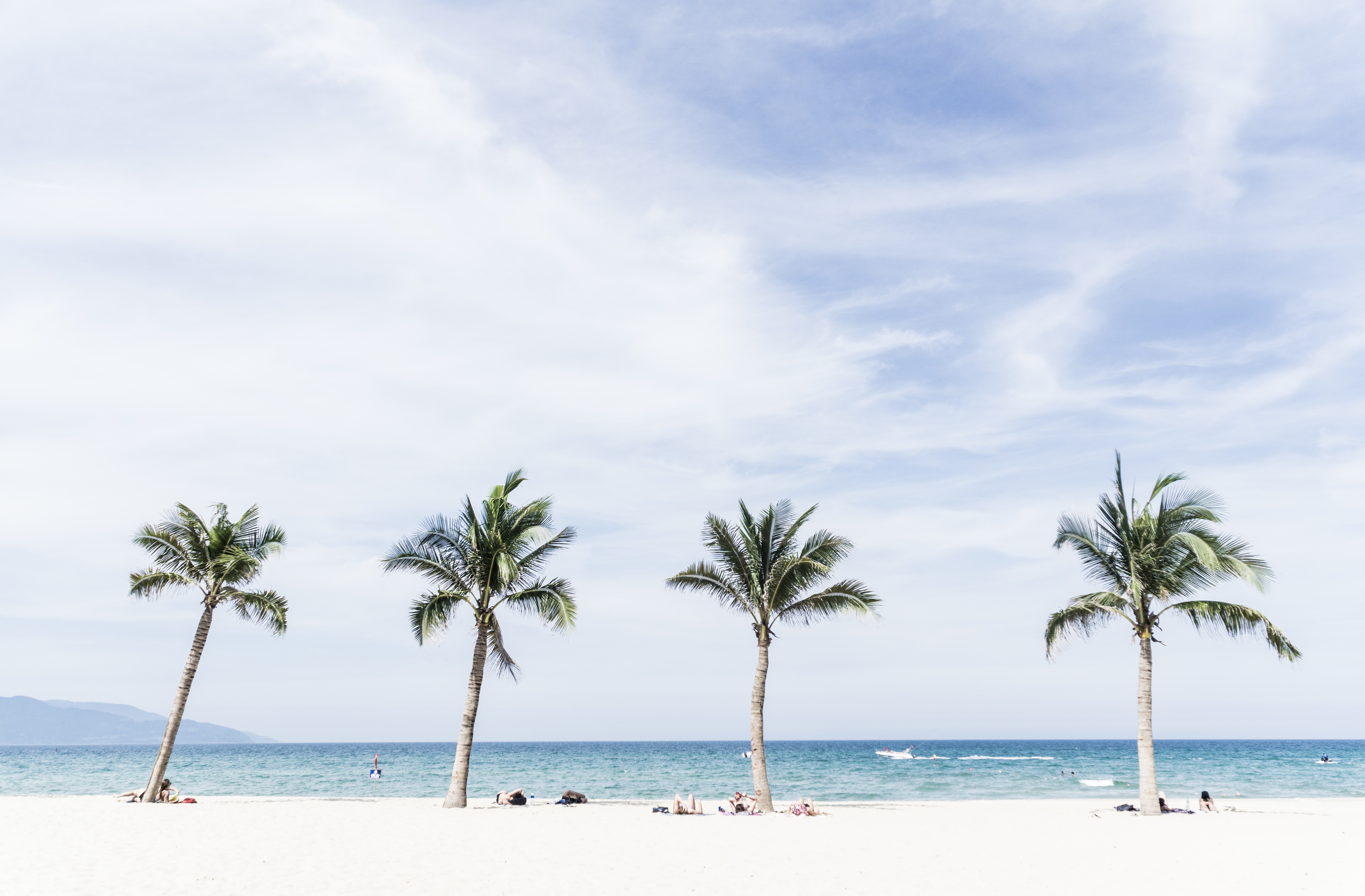 Four palm trees on a sandy beach with the ocean and sky HD Wallpaper