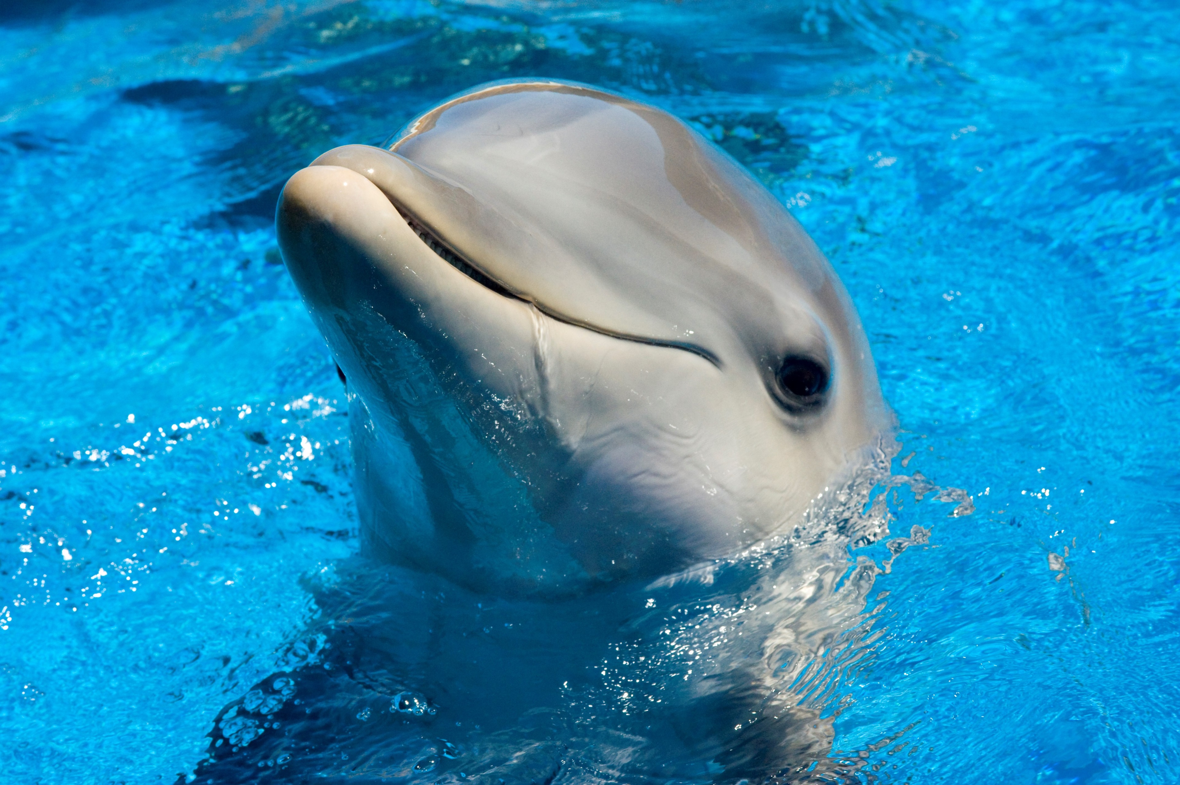 Dolphin in blue water HD Wallpaper