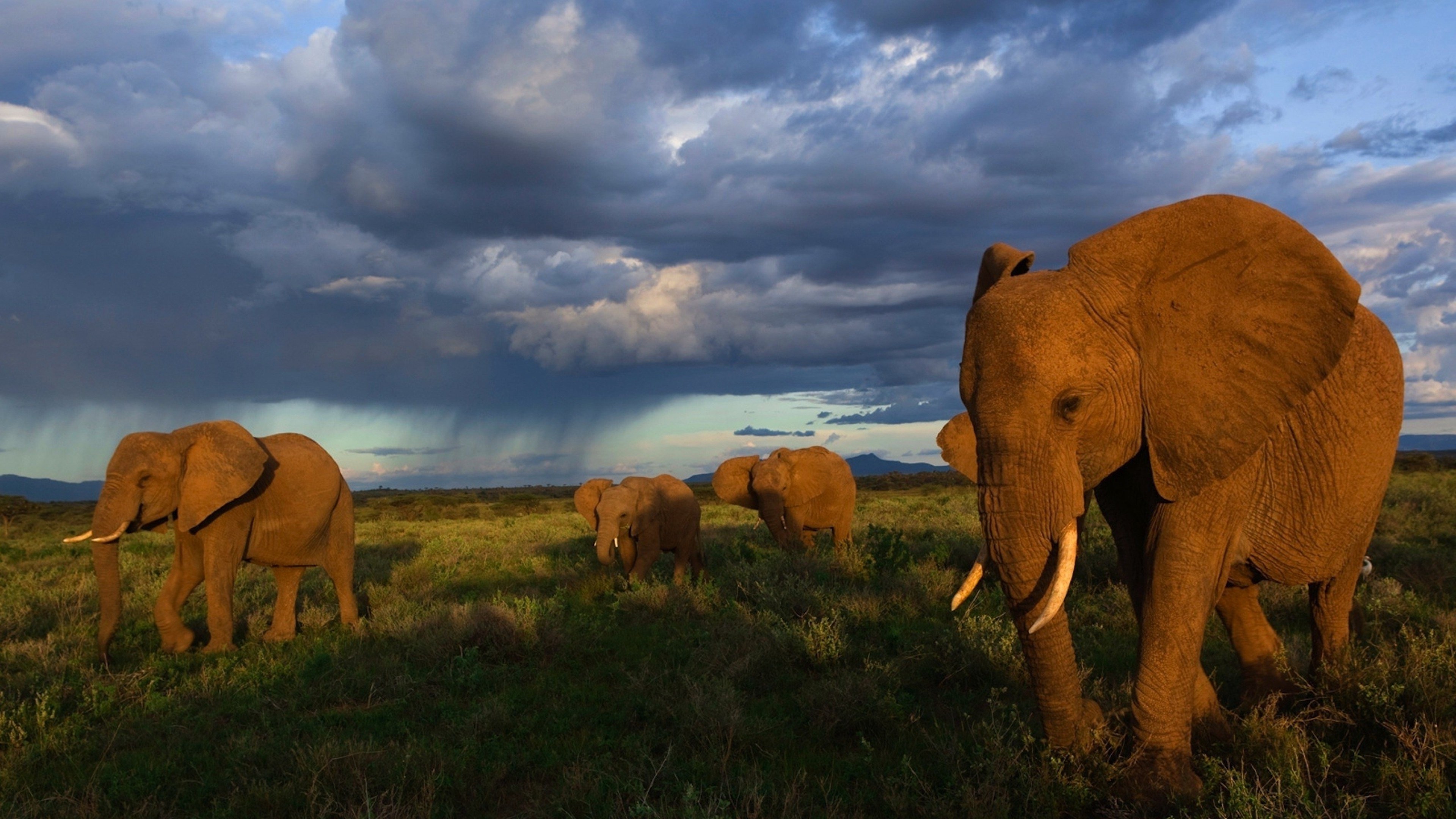 Elephants in a grassy field under stormy skies HD Wallpaper