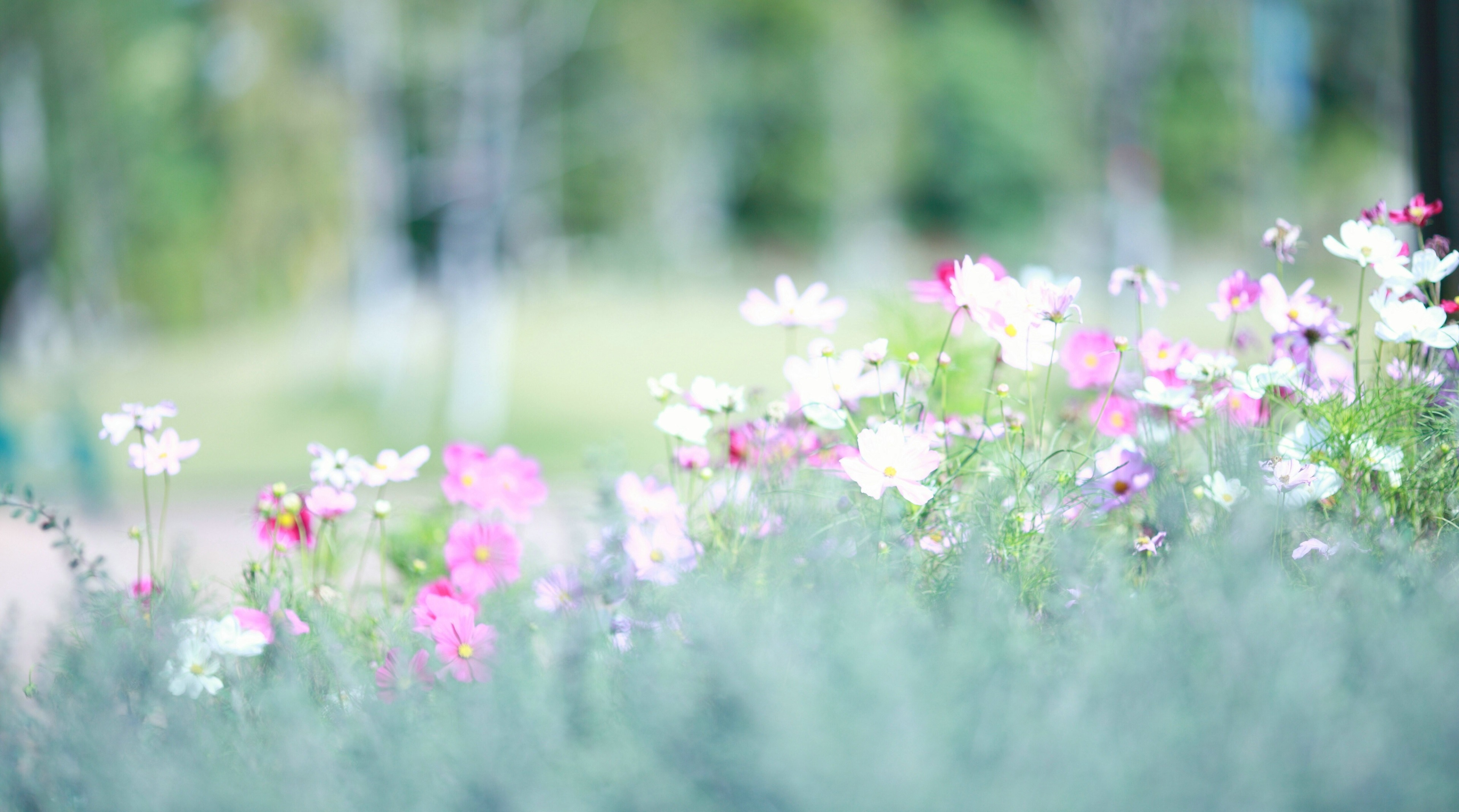 Cosmos flowers in a meadow, 4K HD Wallpaper