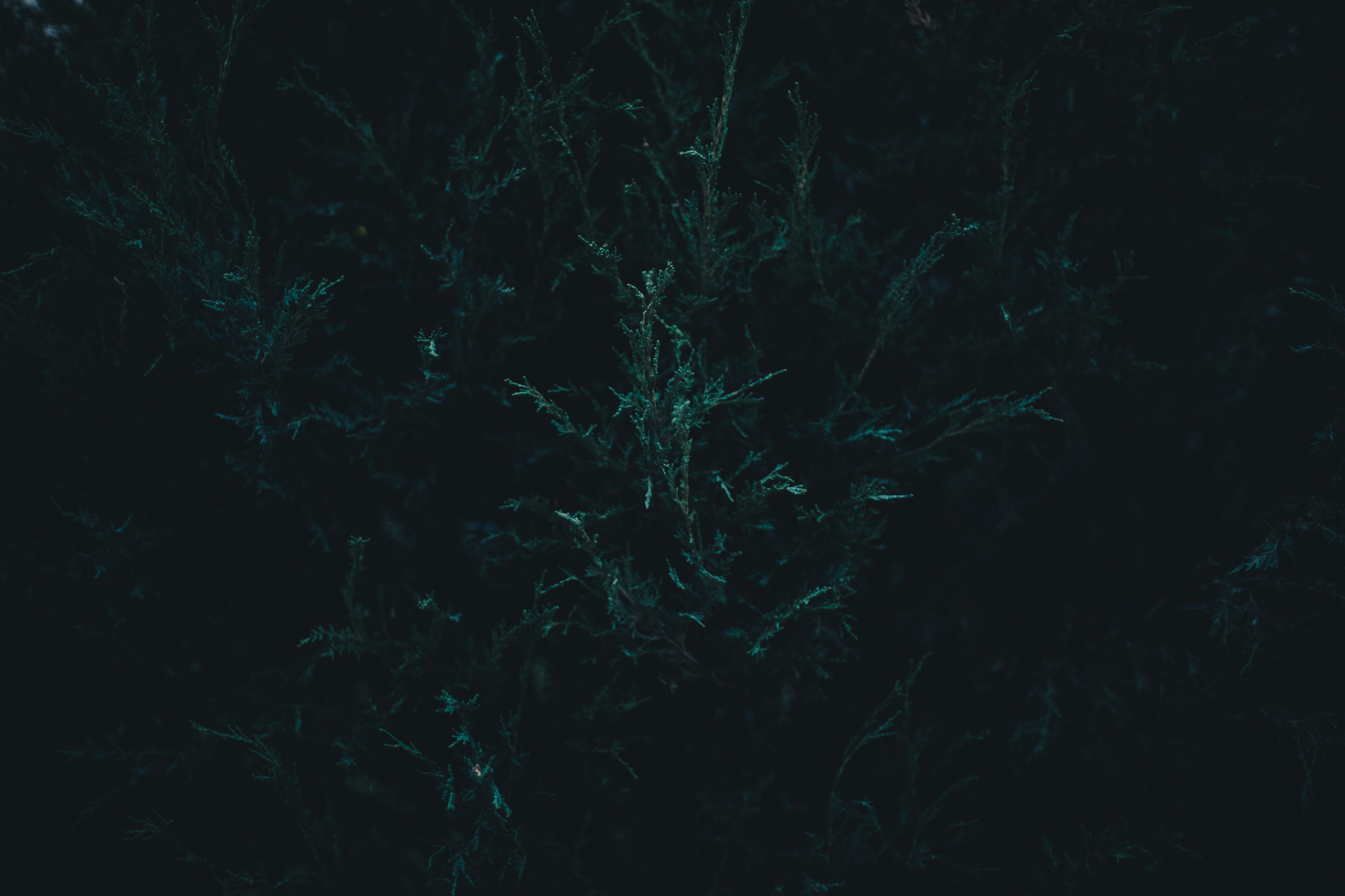 Dark evergreen plant with teal highlights HD Wallpaper