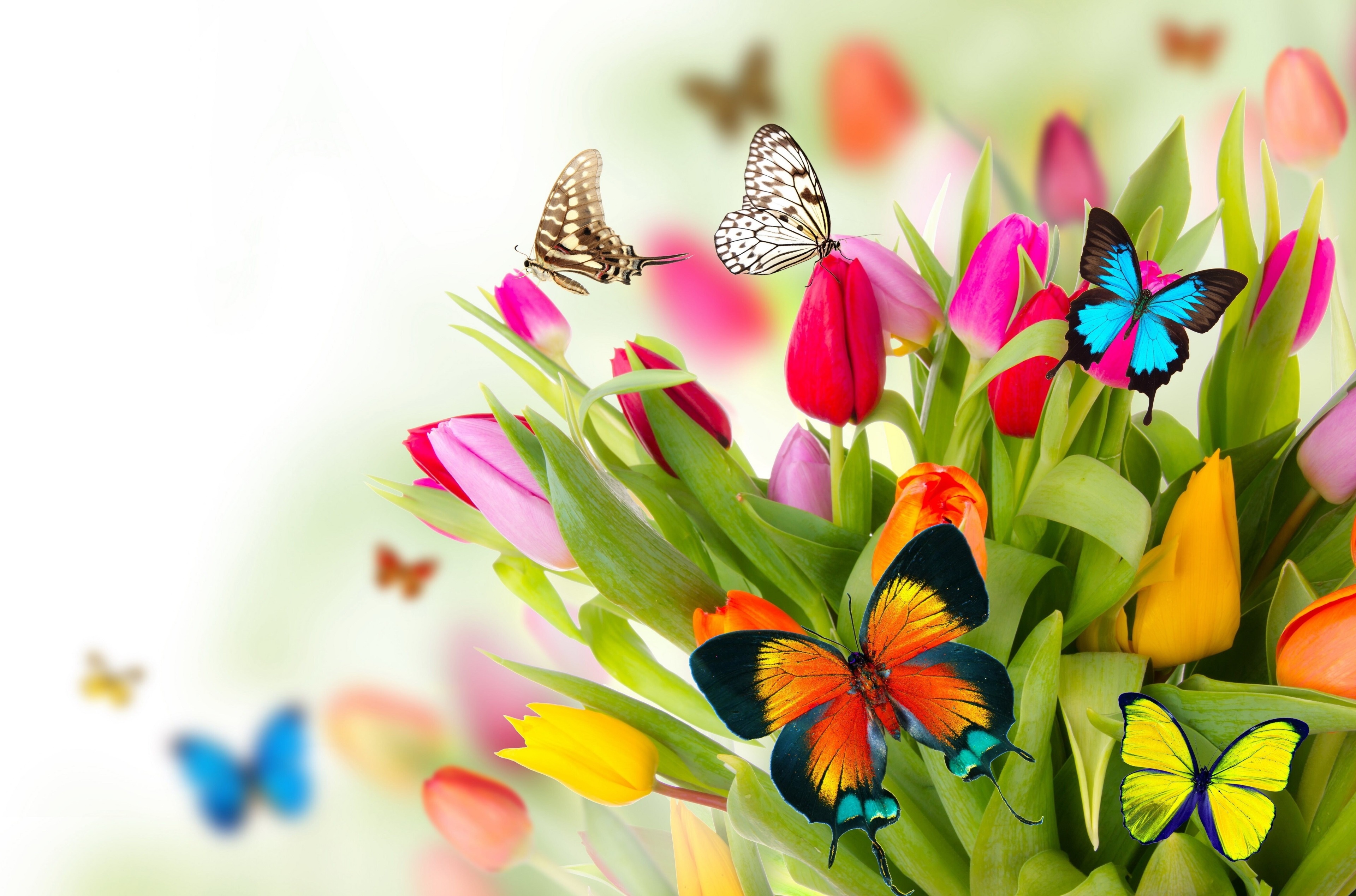 Colorful tulips and butterflies 4K HD Wallpaper