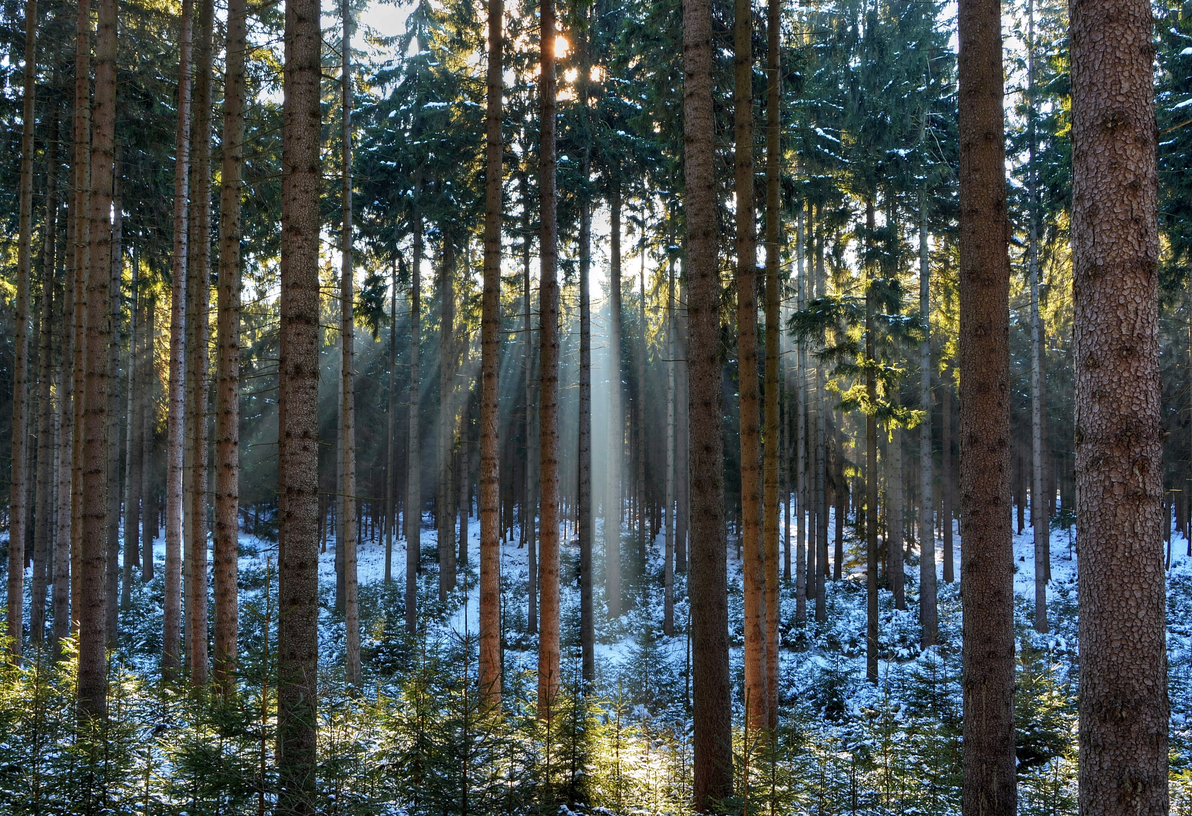 Sunbeams in a Pine Forest HD Wallpaper