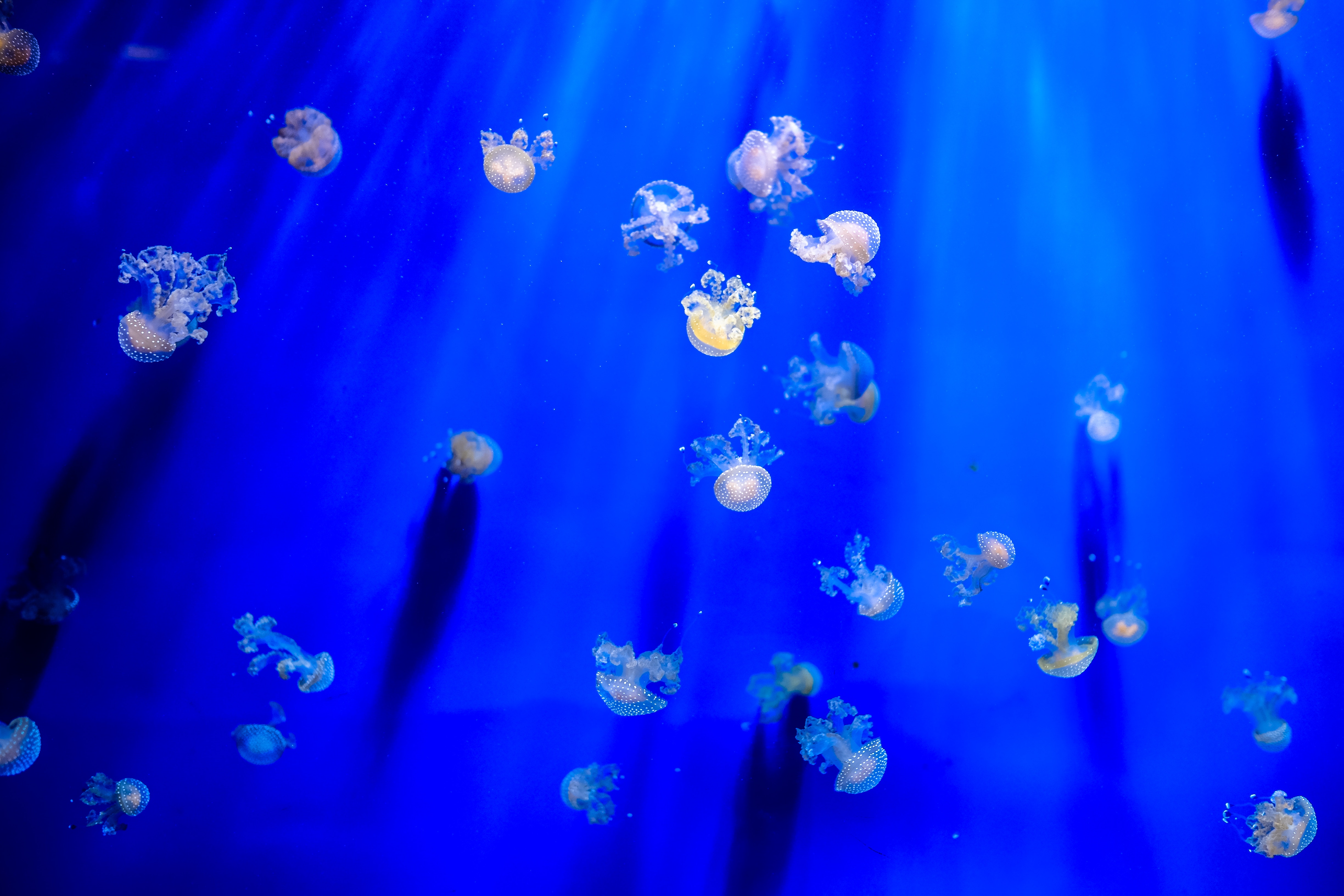 Many small jellyfish in blue water with light rays HD Wallpaper