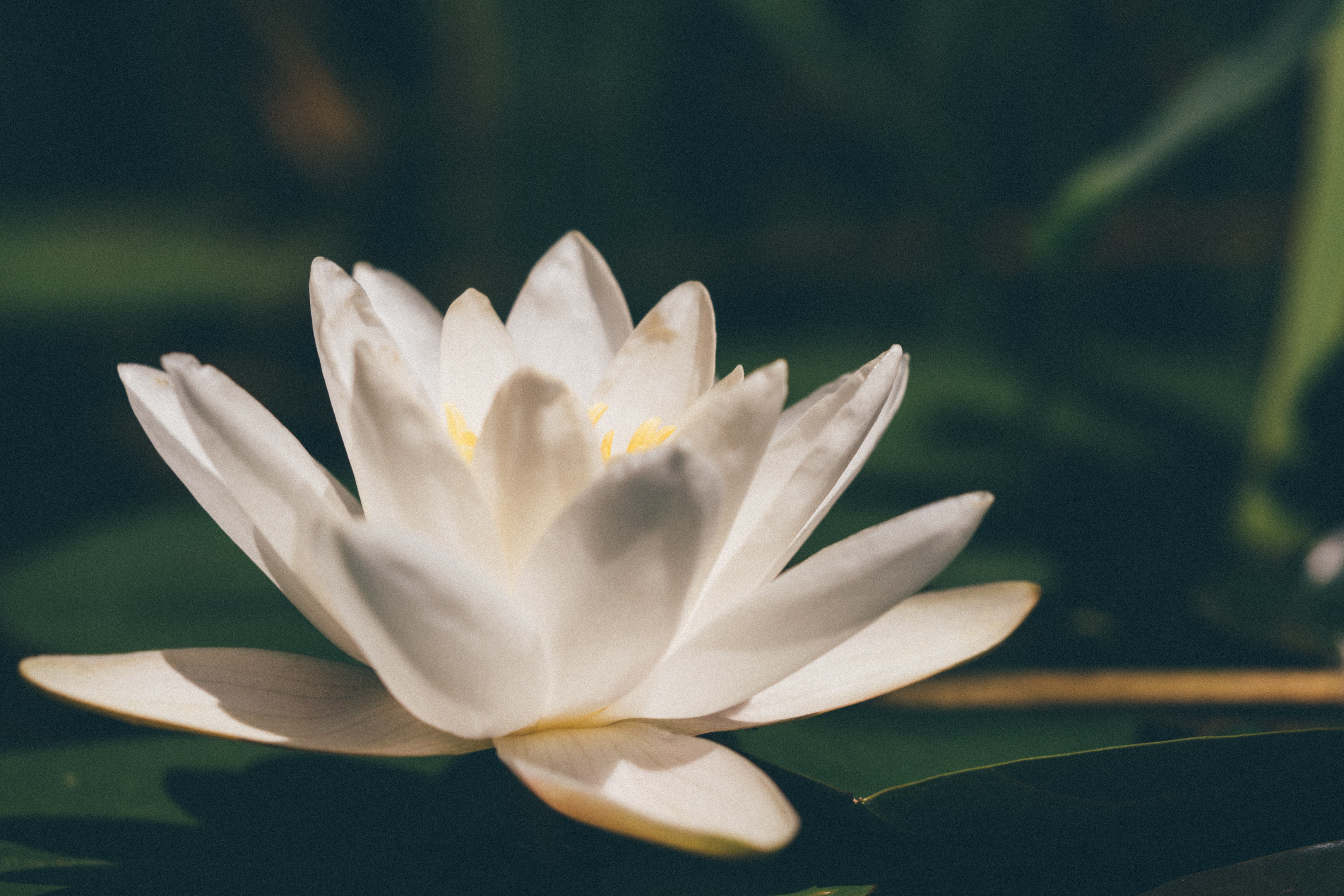 White water lily floating on dark water HD Wallpaper